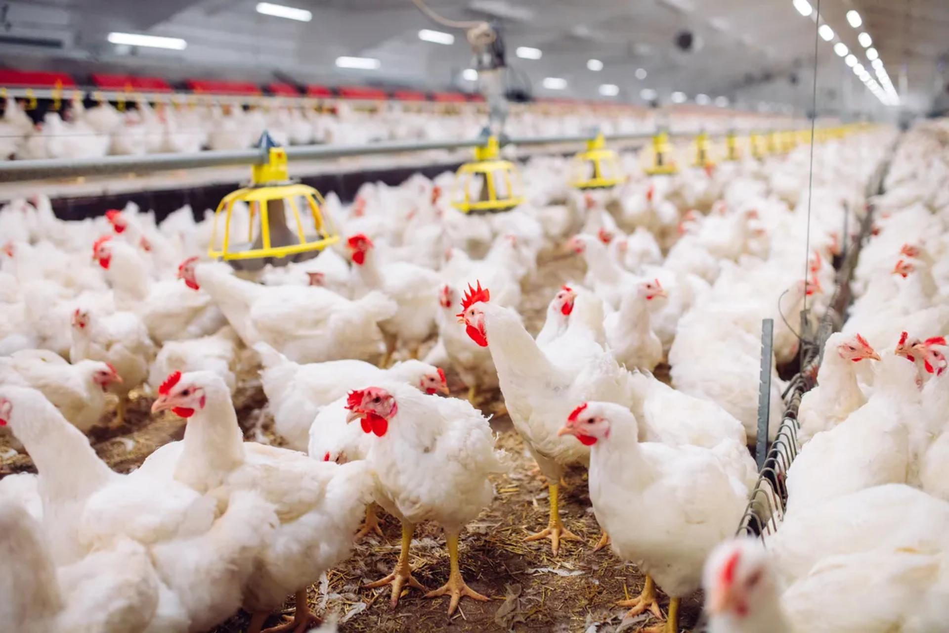 سازمان بهداشت جهانی: خطر انتقال آنفلوانزای پرندگان به انسان بسیار نگران‌کننده است