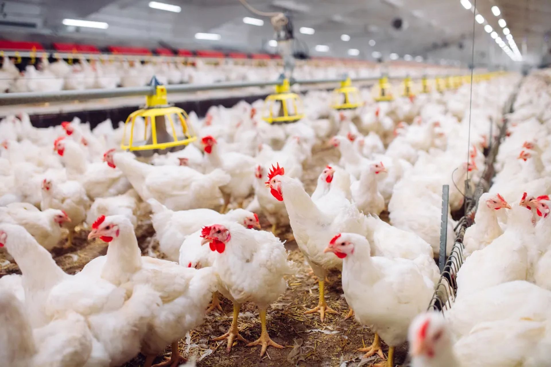 تصویری از صدها مرغ در یک مرغداری