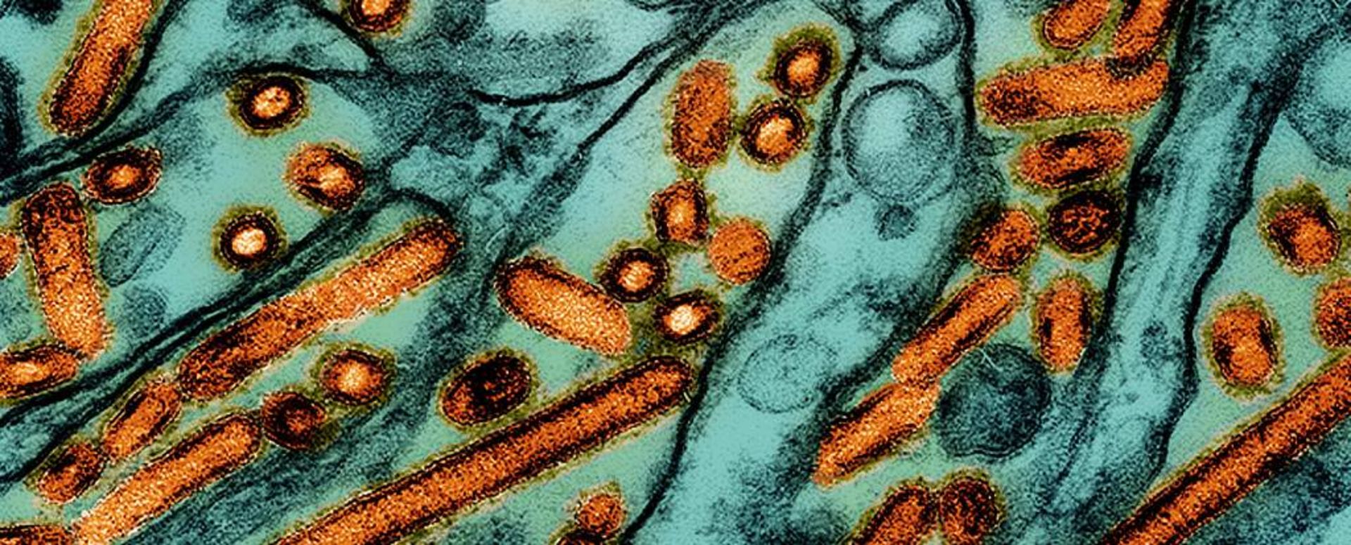 ذرات ویروس آنفلوانزای طیور