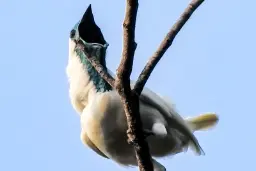  زنگ‌مرغ گلوبرهنه روی شاخه درخت