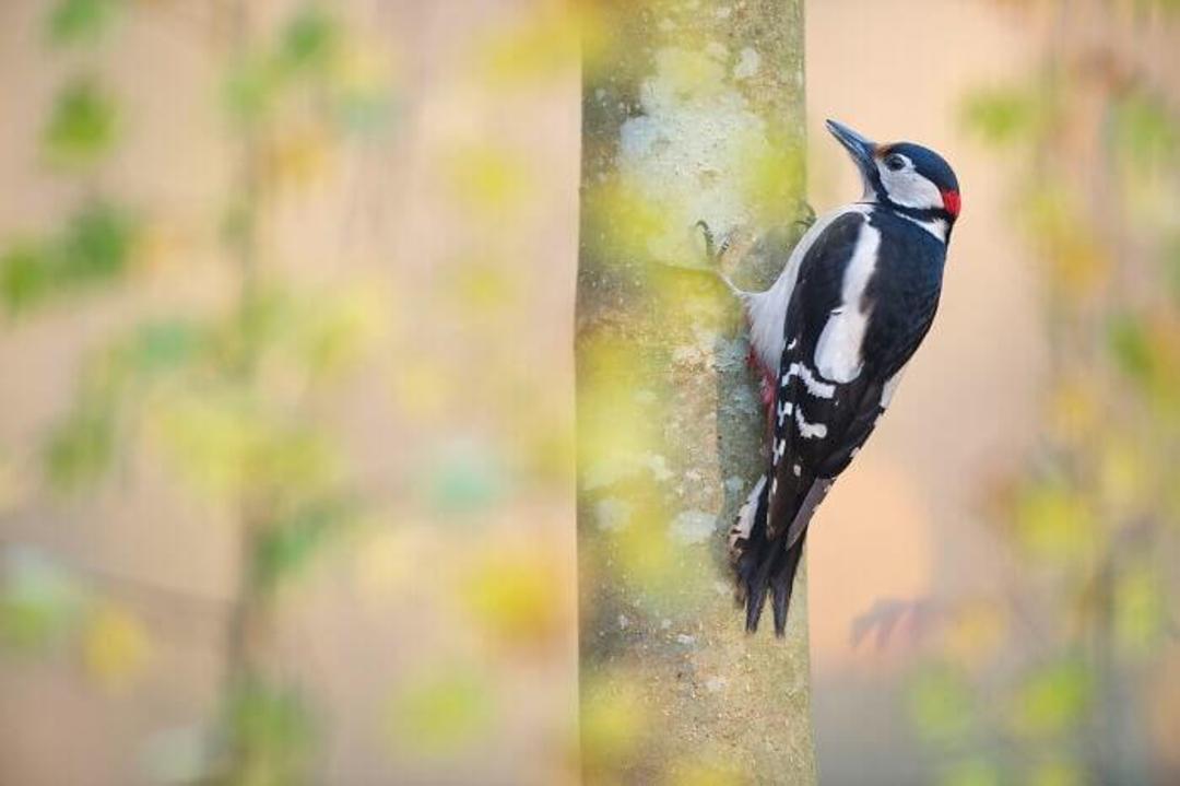 Great spotted woodpecker (دارکوب خالدار بزرگ)