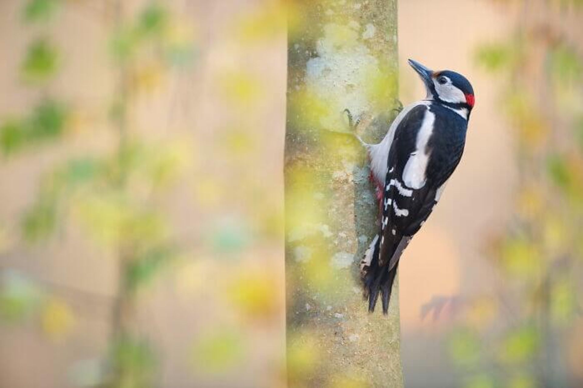 Great spotted woodpecker (دارکوب خالدار بزرگ)