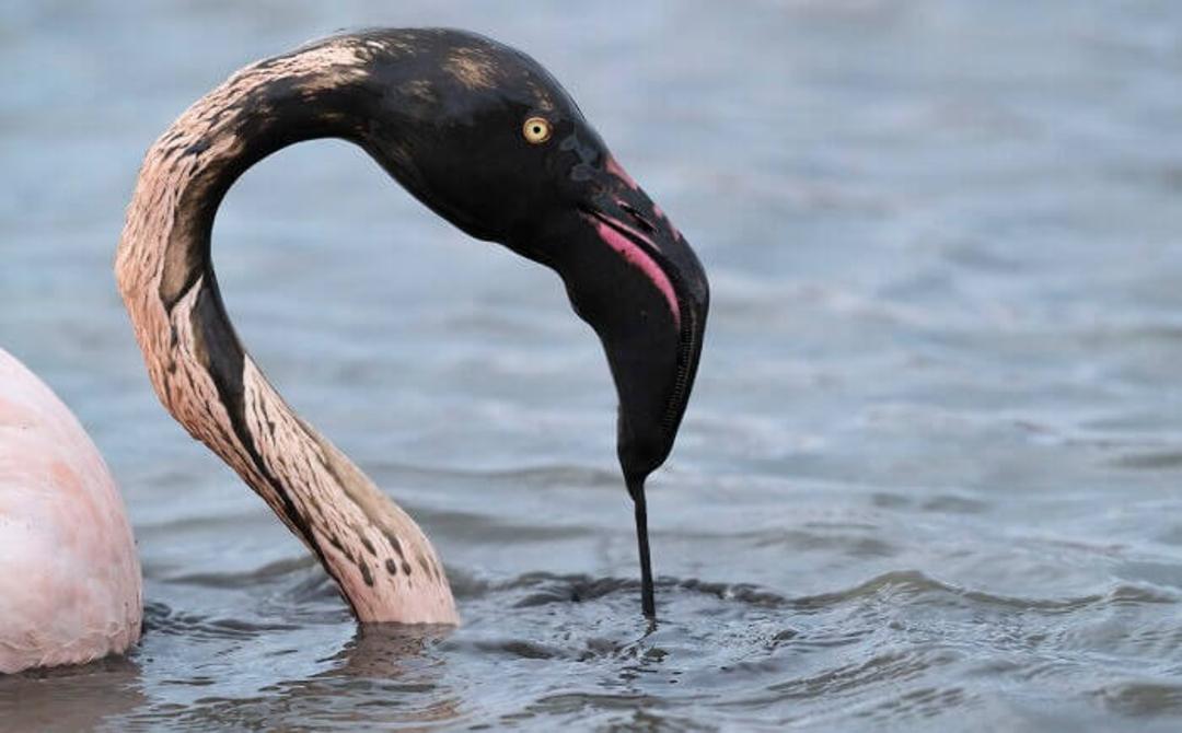 فلامینگو آمریکایی (American flamingo)