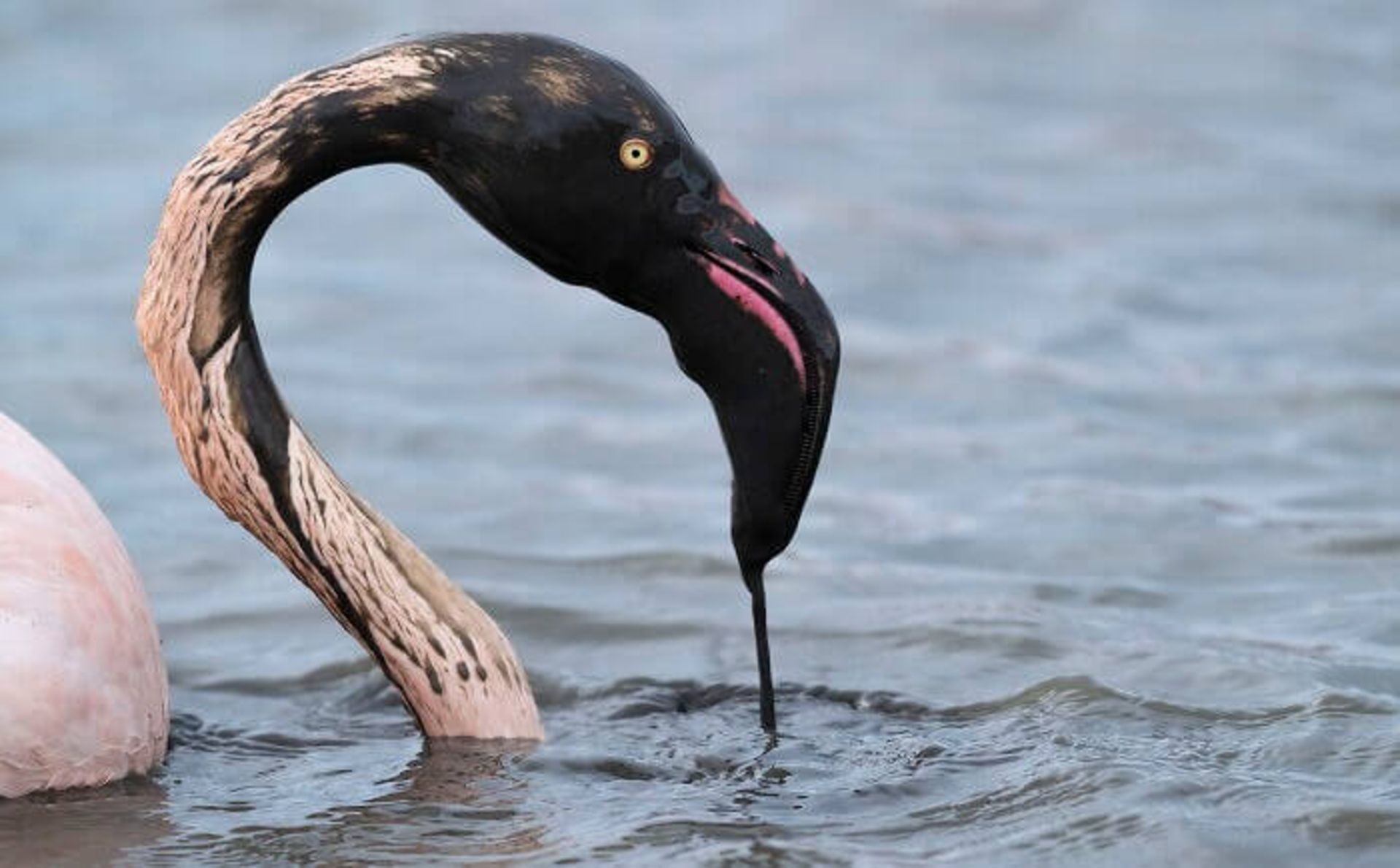 فلامینگو آمریکایی (American flamingo)