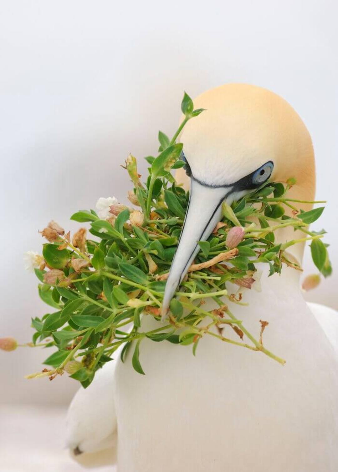 سفیدغاز شمالی (Northern gannet)