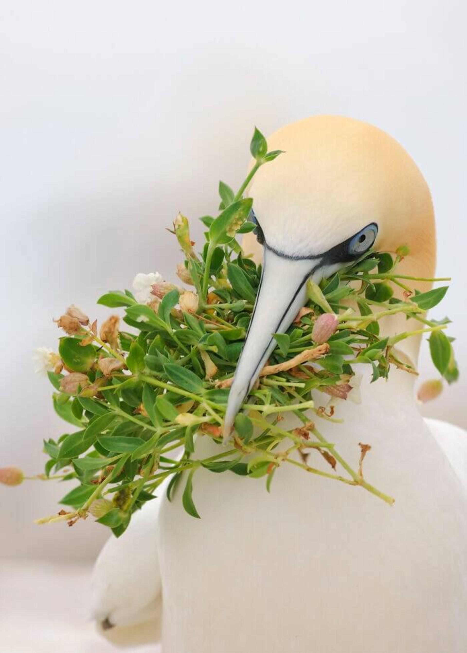 سفیدغاز شمالی (Northern gannet)