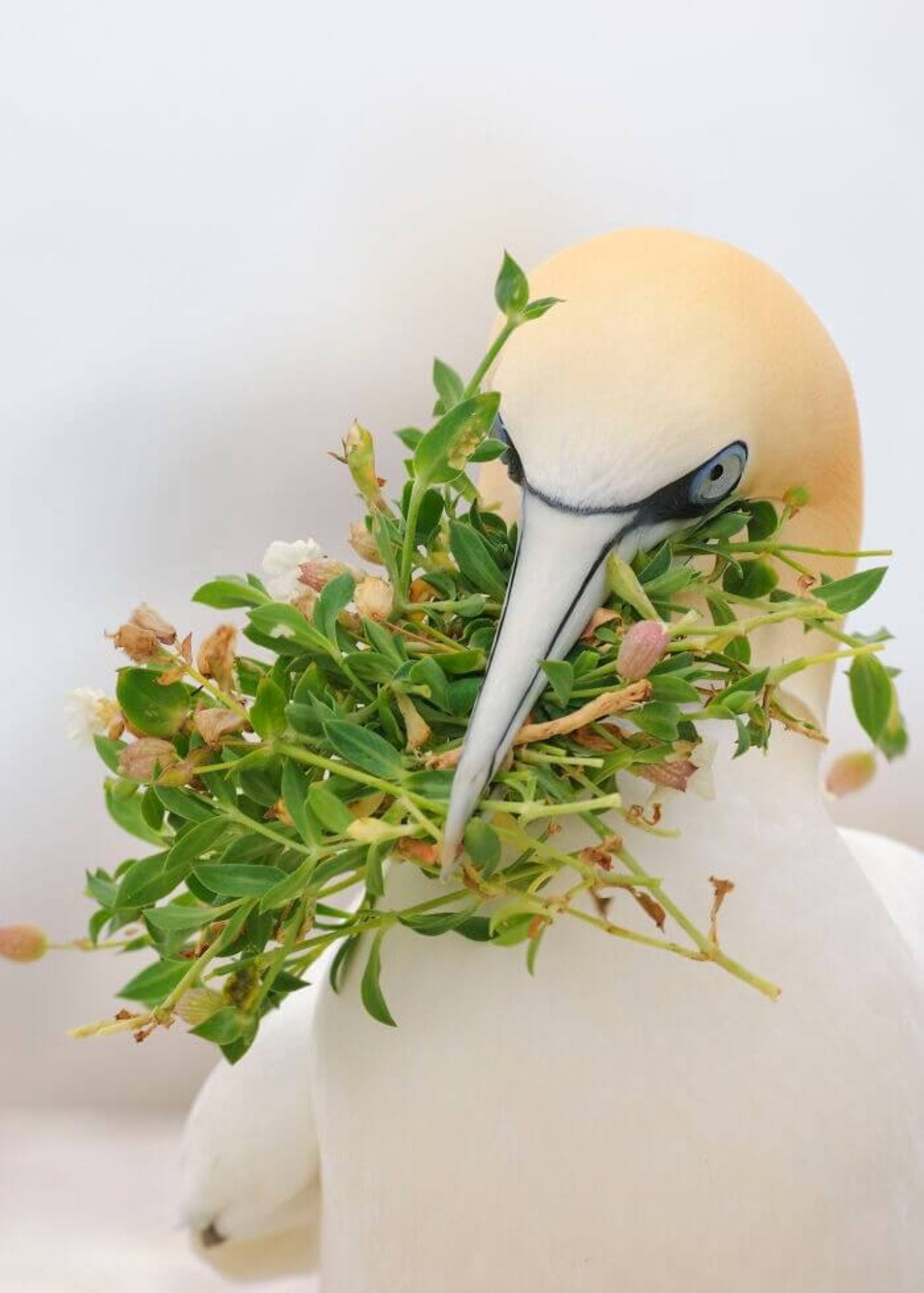 سفیدغاز شمالی (Northern gannet)