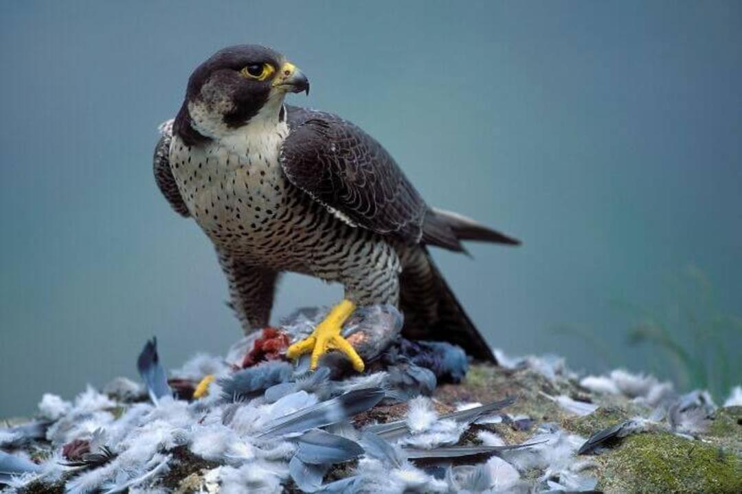 شاهین بحری (Peregrine falcon)