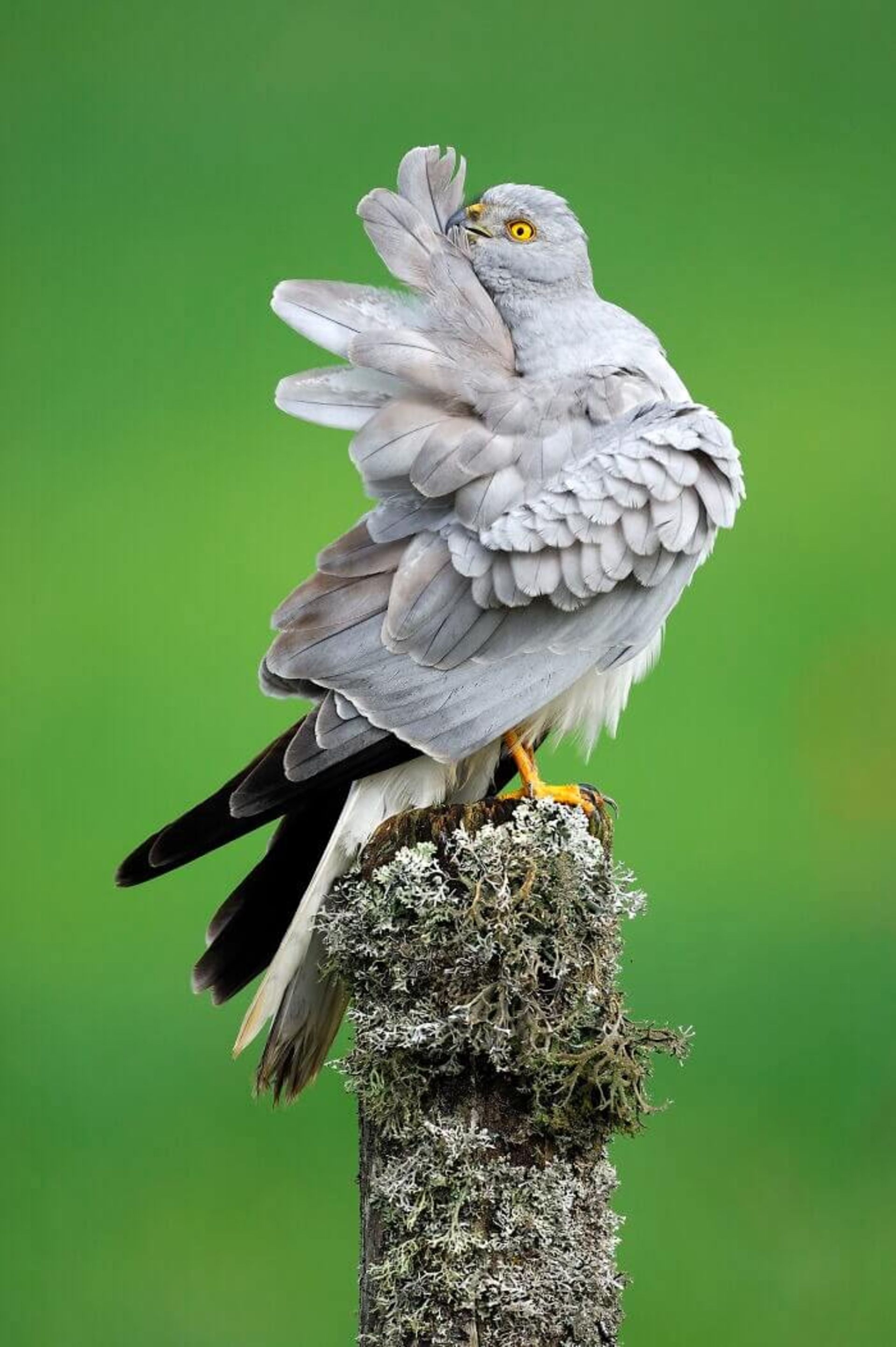 Montagu's harrier (سنقر گندمزار)