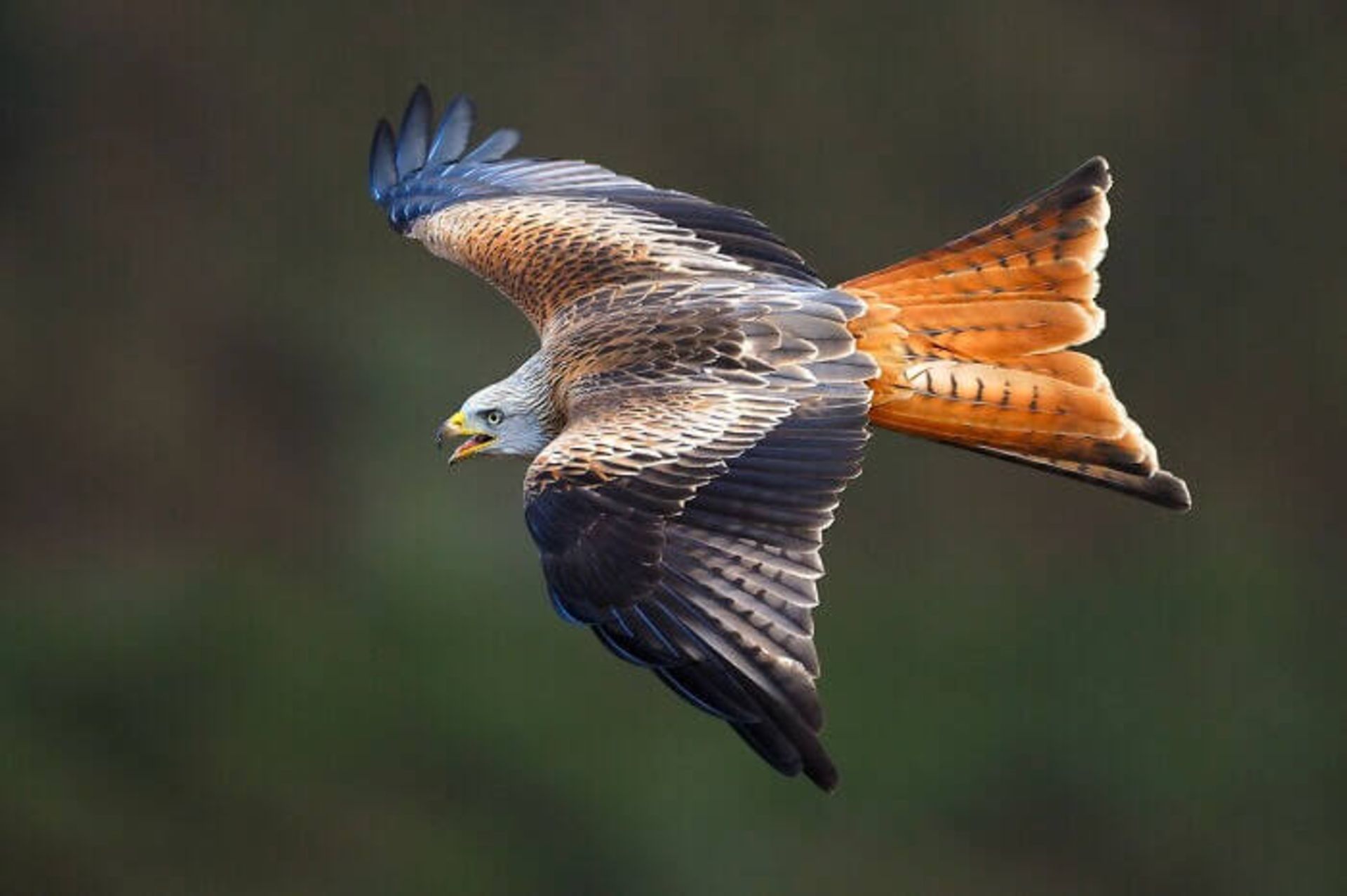 Red kite (کورکور حنایی)