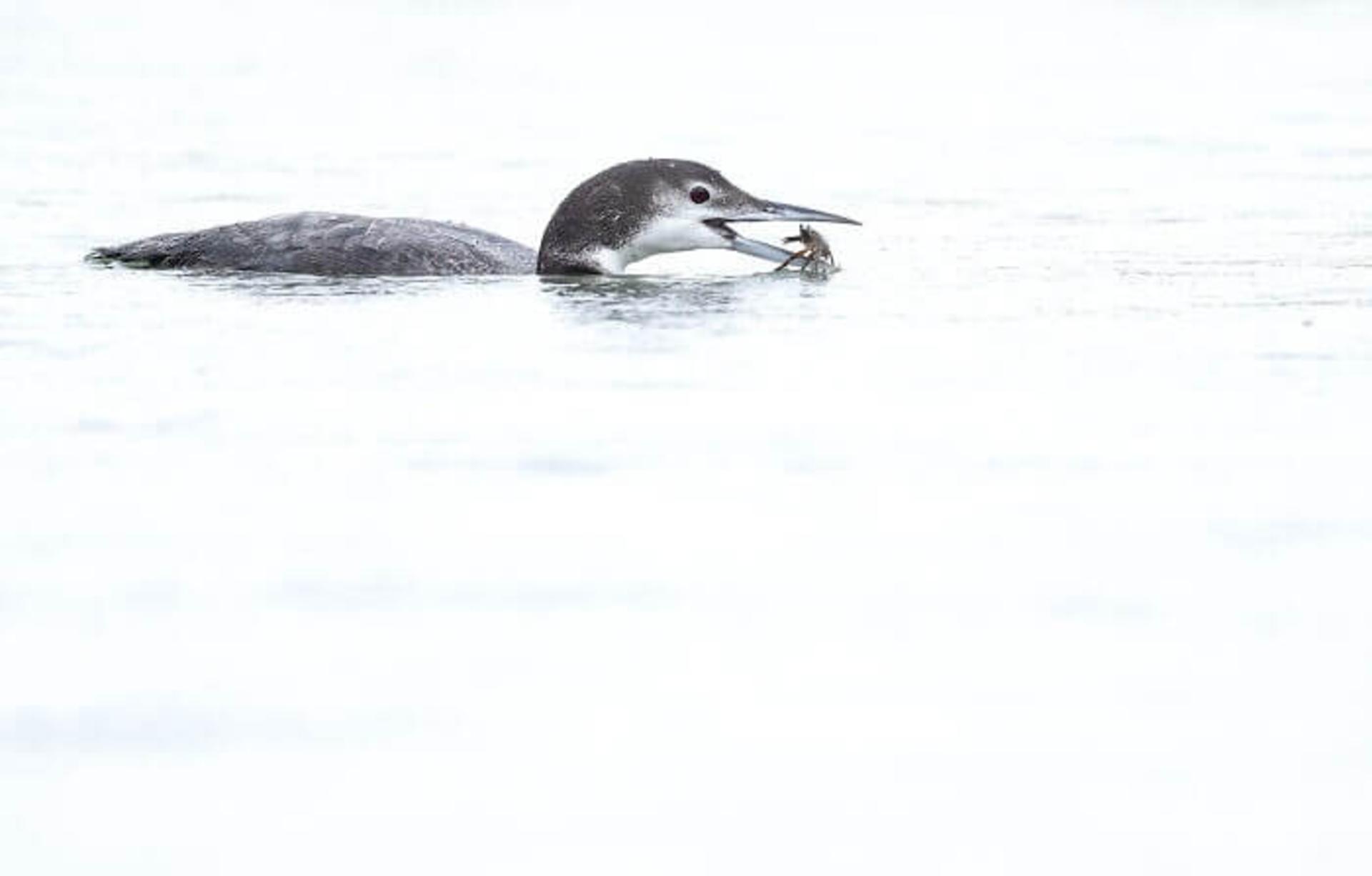 Common loon (غواص بزرگ شمالی) در آب