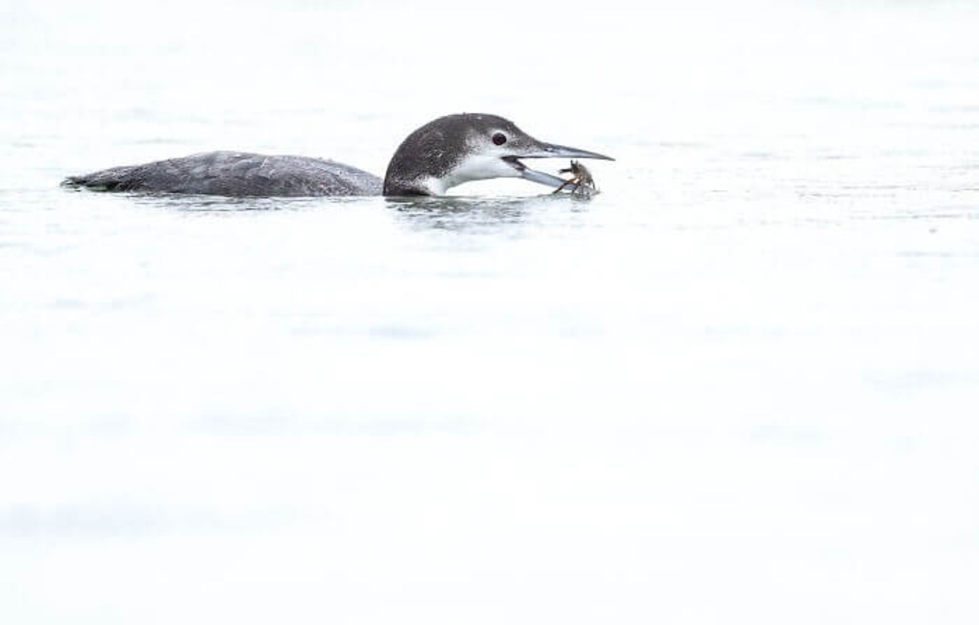 Common loon (غواص بزرگ شمالی) در آب