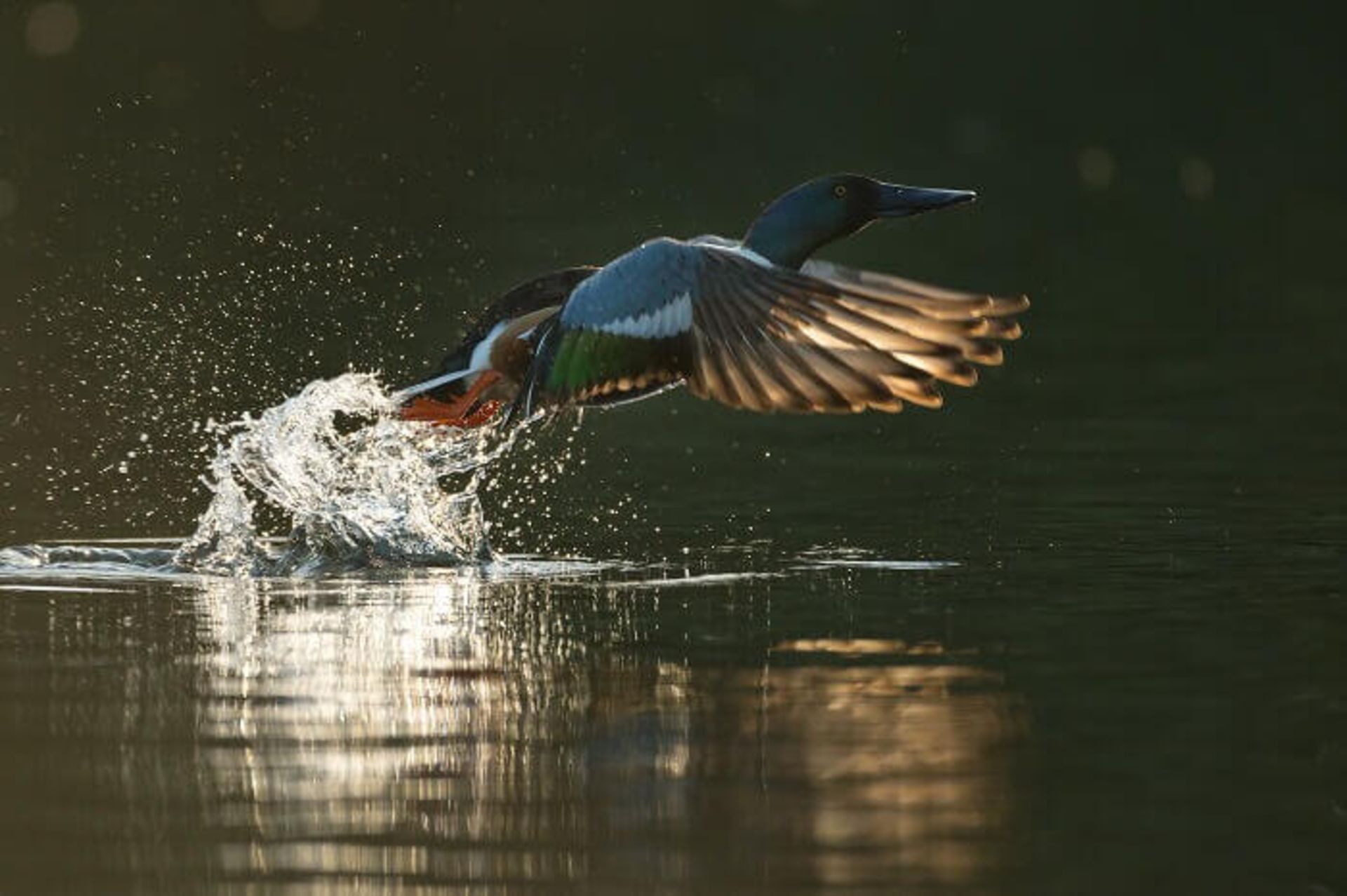 پرنده Northern shoveler در حال بیرون آمدن از آب