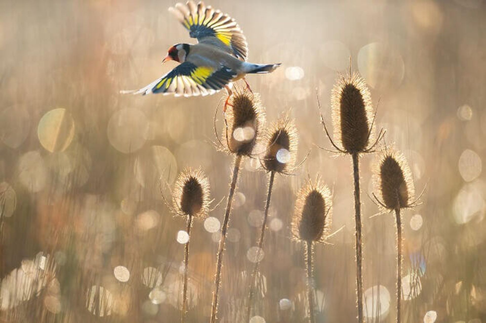 سهره طلایی اروپایی یا سهره طلایی (Carduelis carduelis)