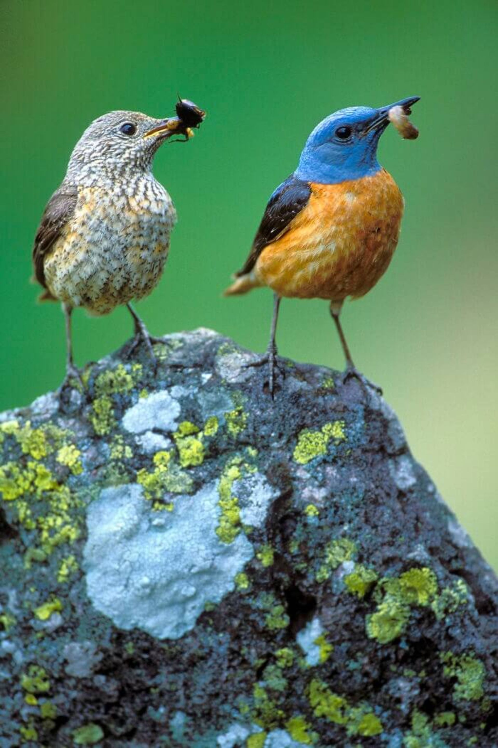 Common rock thrush (طرقه کوهی)