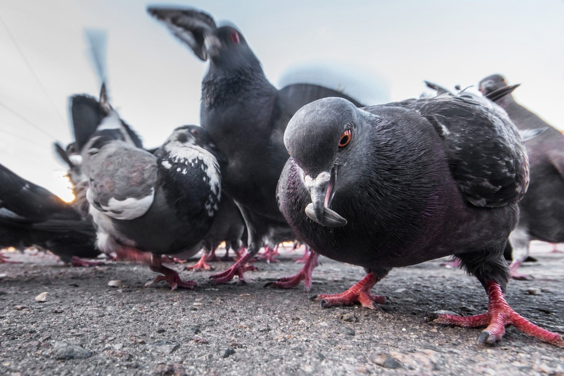 چند کبوتر خاکستری روی زمین در حال غذا خوردن