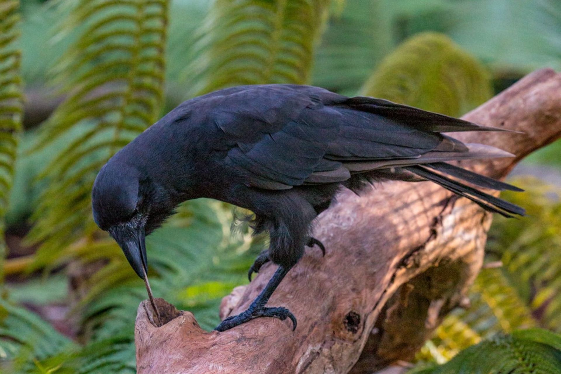 کلاغ هاوایی با نام علمی Corvus hawaiiensis یک گونه در حال انقراض از سرده کلاغ ها