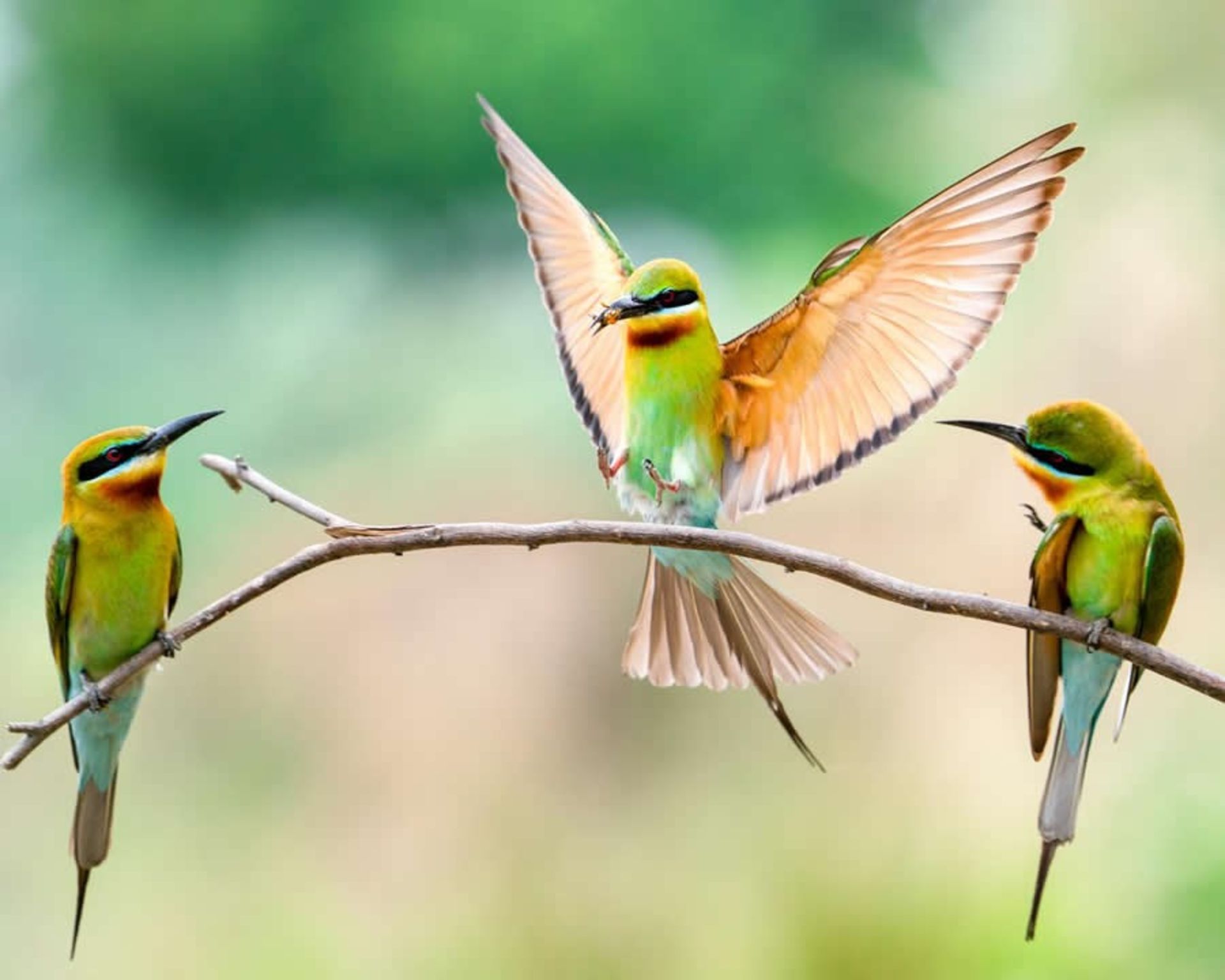 سه پرنده رنگارنگ روی شاخه درخت