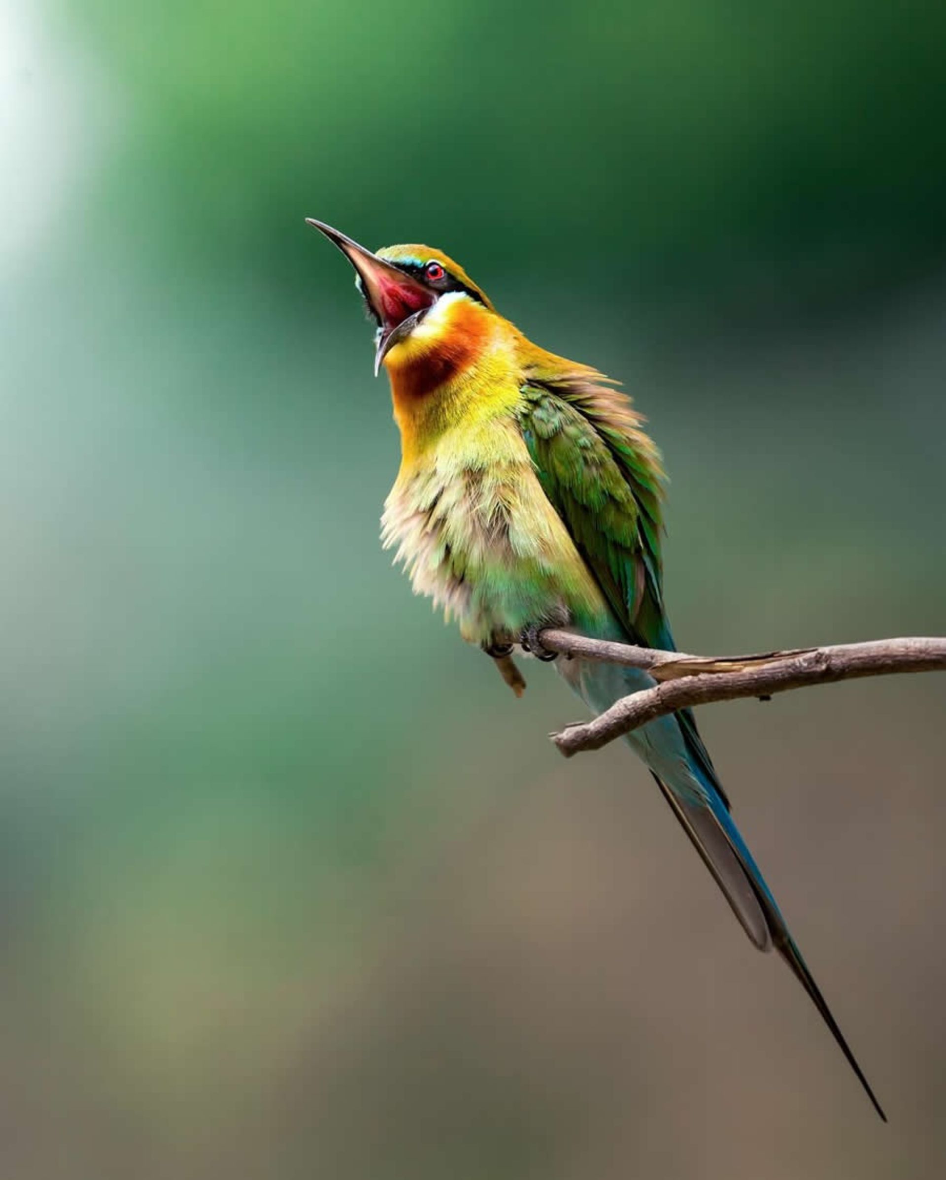 پرنده ای روی شاخه درخت
