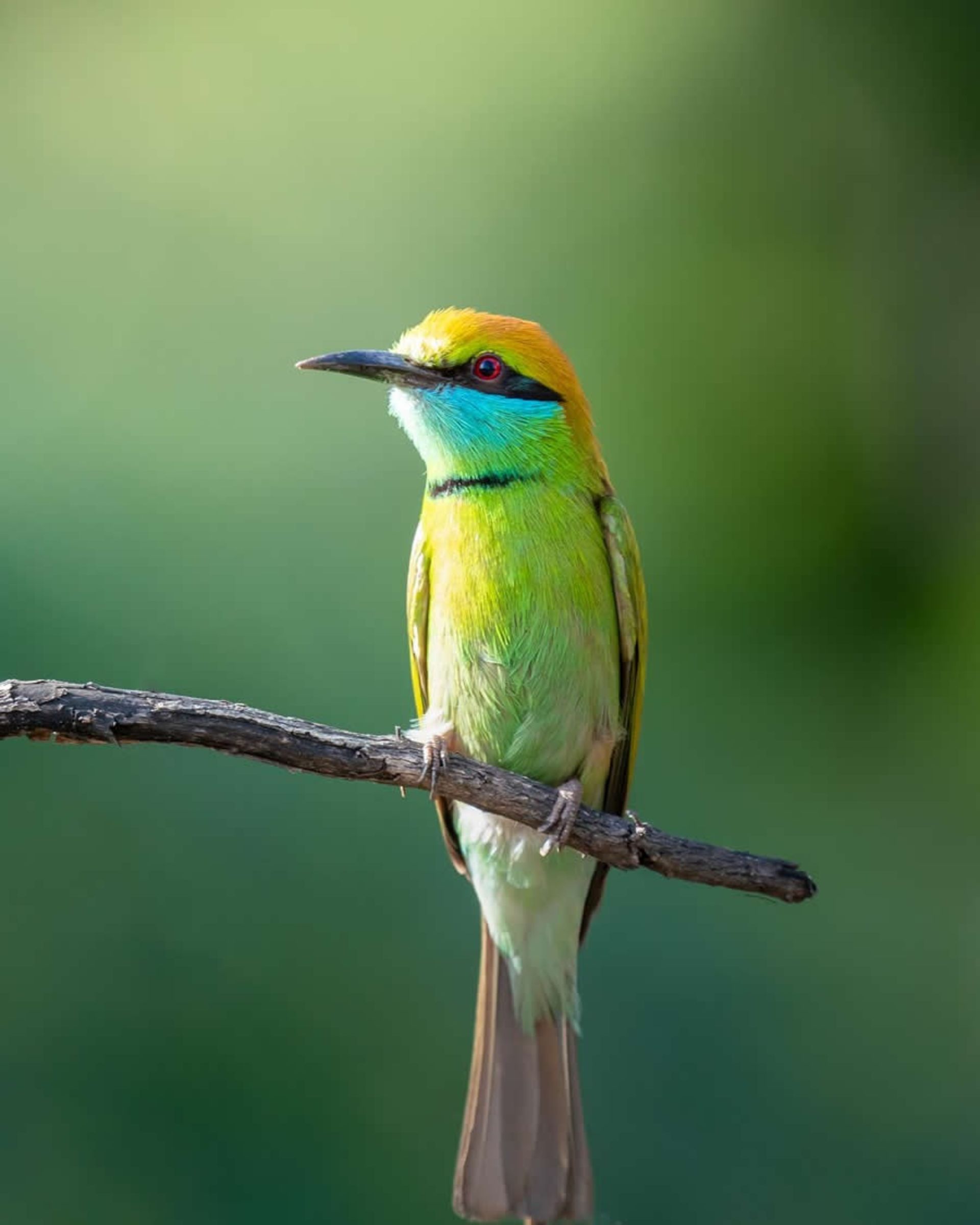 پرنده ای رنگی روی شاخه درخت