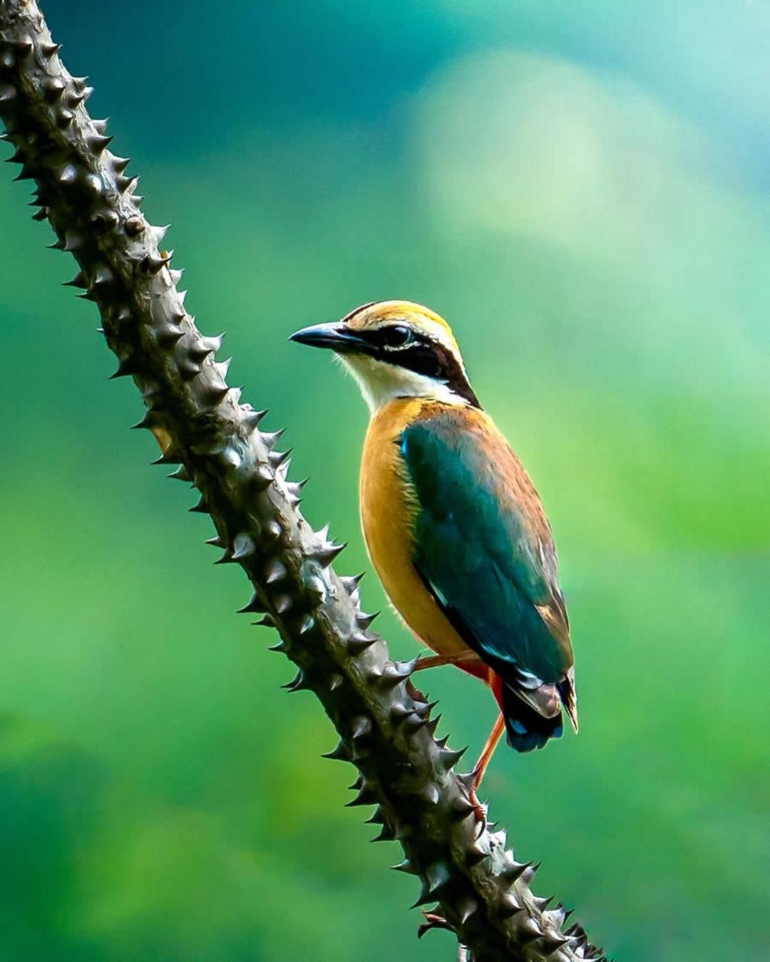 پرنده ای روی شاخه ای بزرگ
