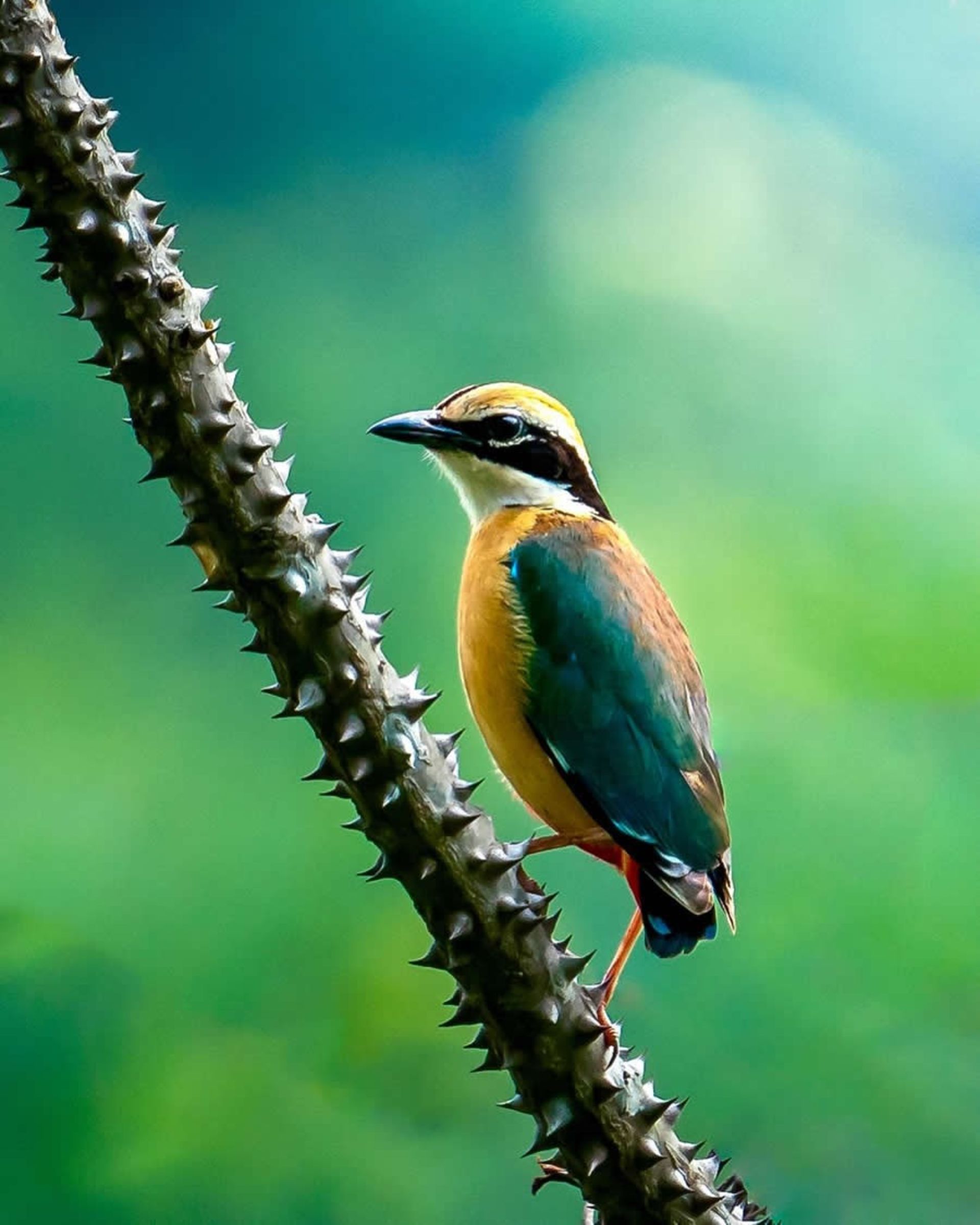 پرنده ای روی شاخه ای بزرگ