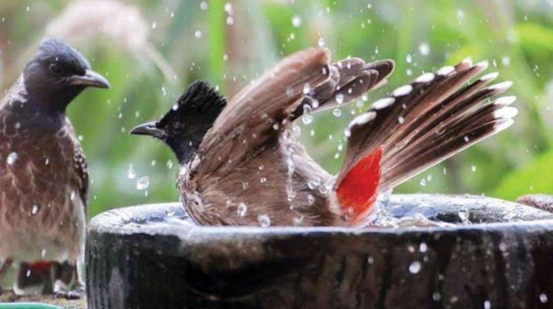پرندگان در هوای گرم