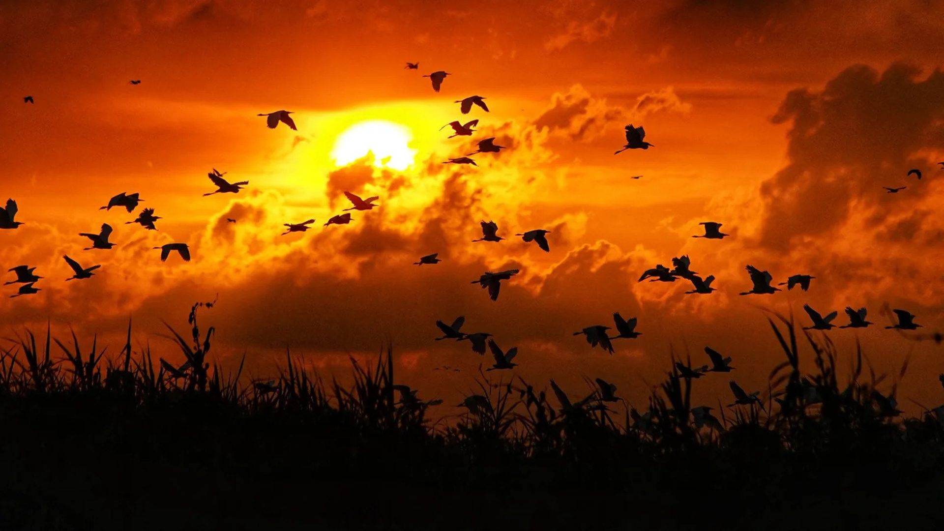 پرندگان در حال پرواز در غروب آفتاب