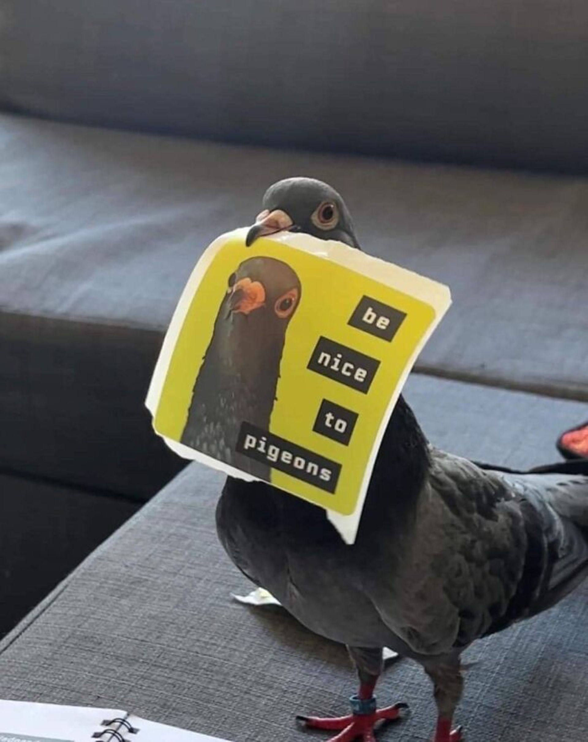 کبوتر با پوستری در نوک