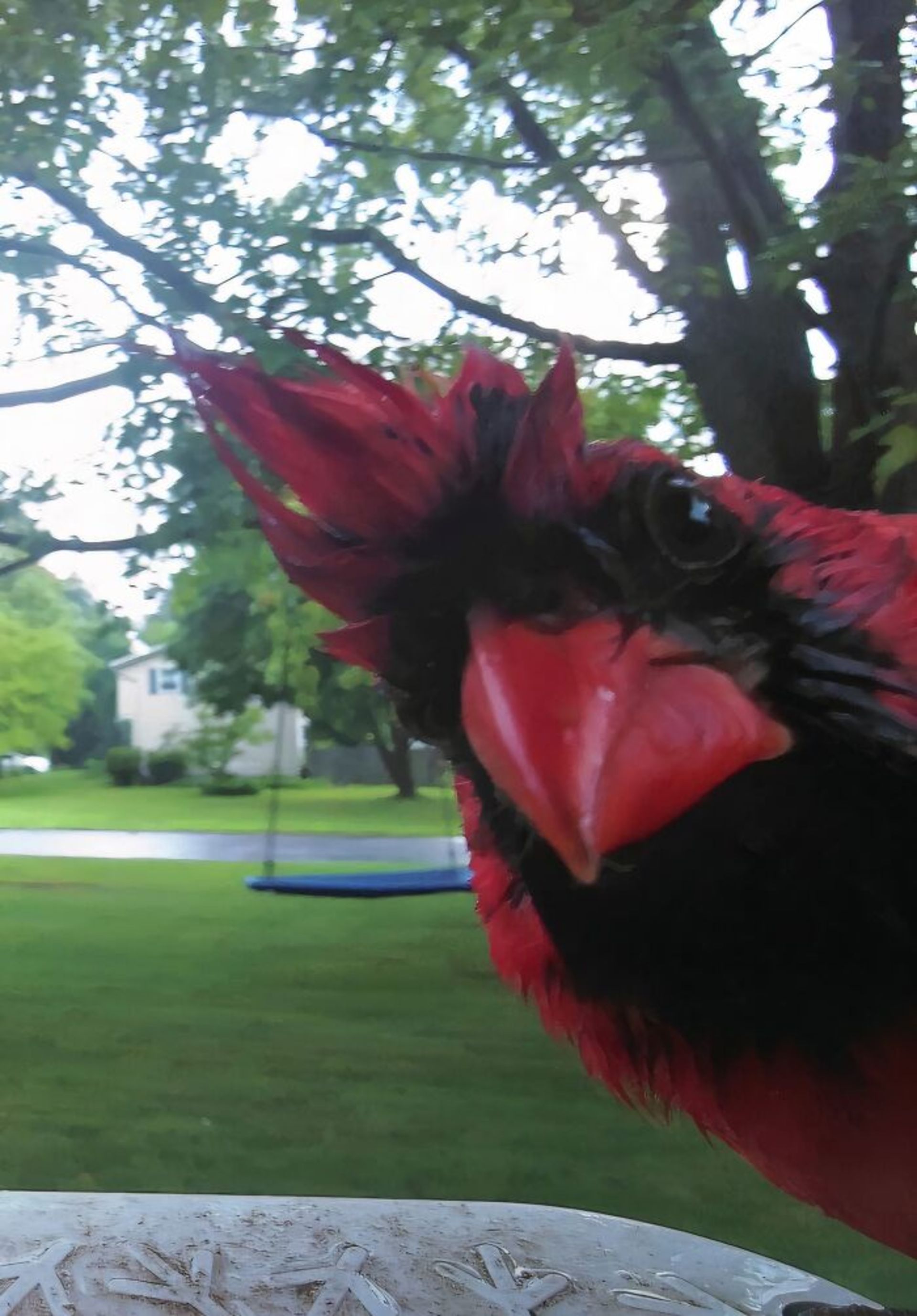 پرنده قرمز در دوربین