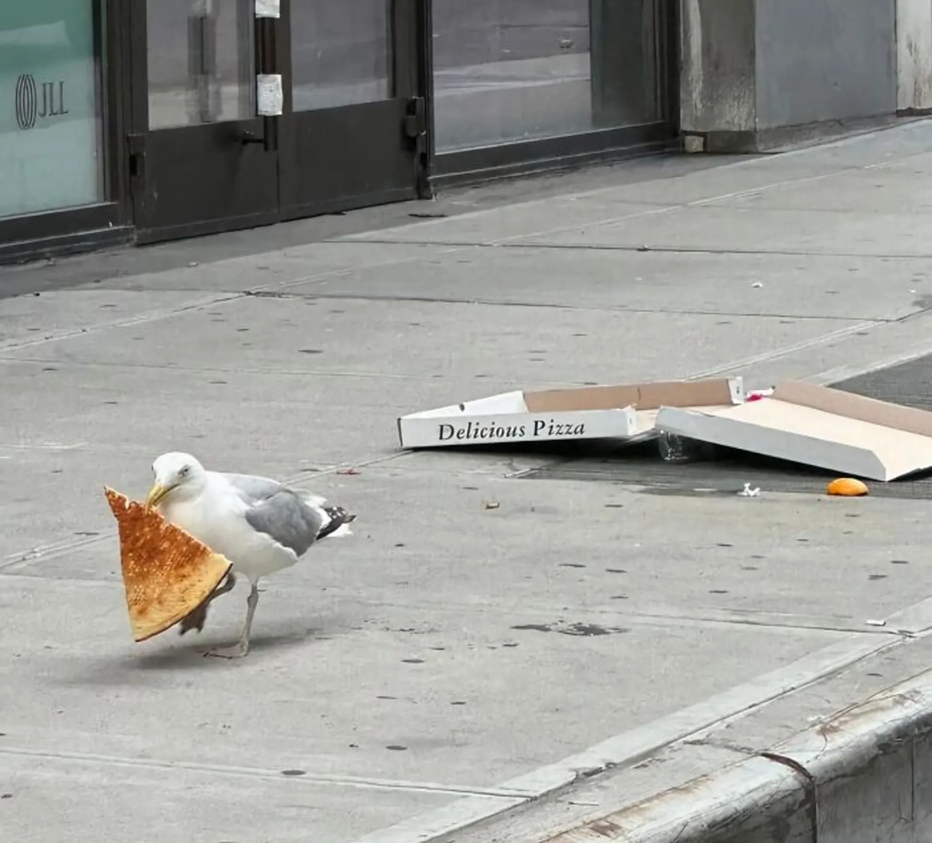 پرنده با پیتزا در نوک