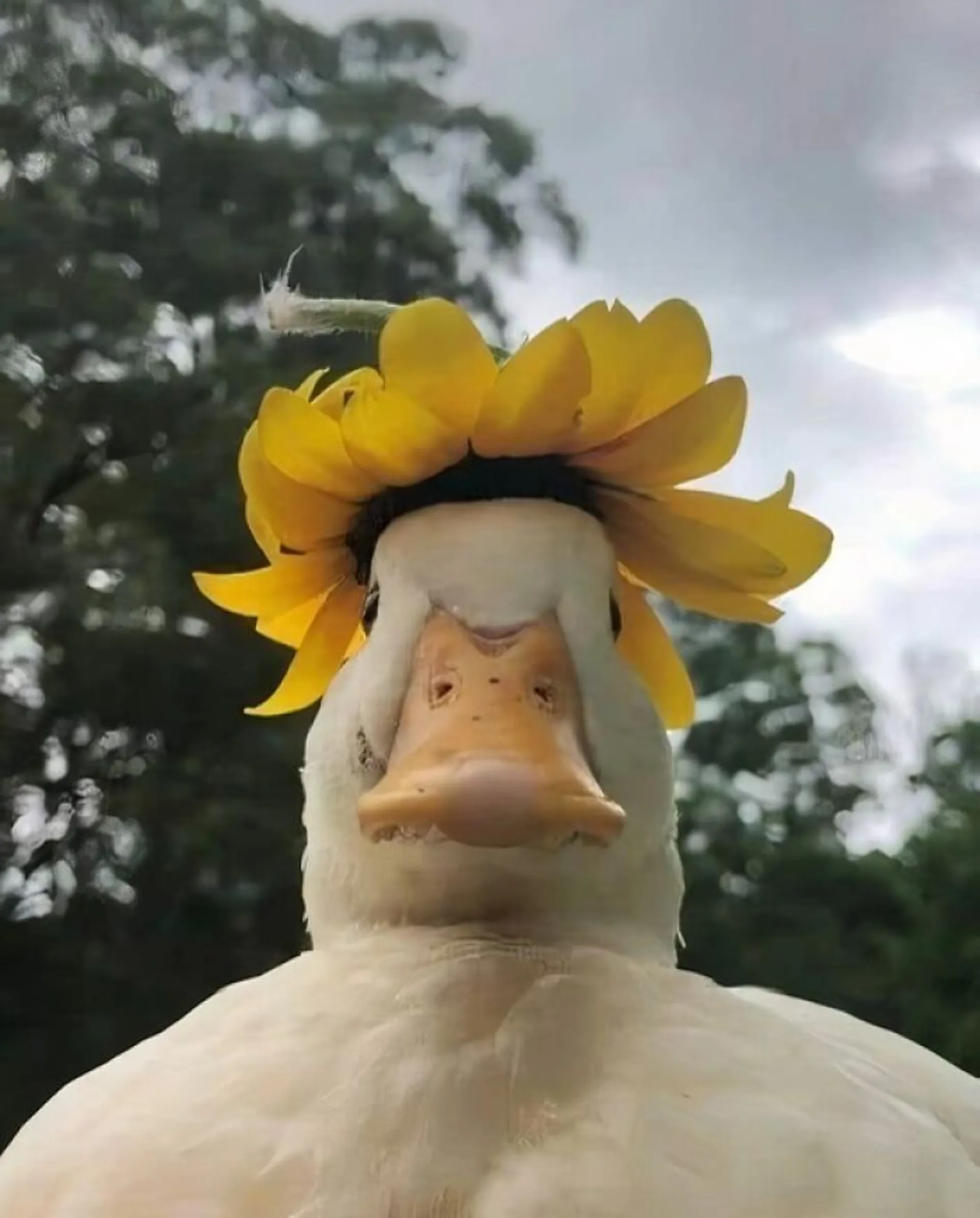 گل آفتابگردان روی سر اردک