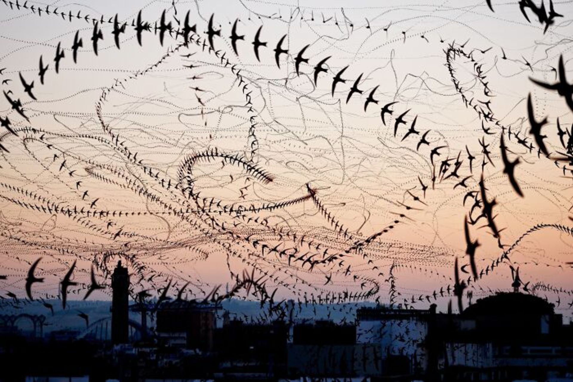 مسیر حرکت پرنده ها در آسمان