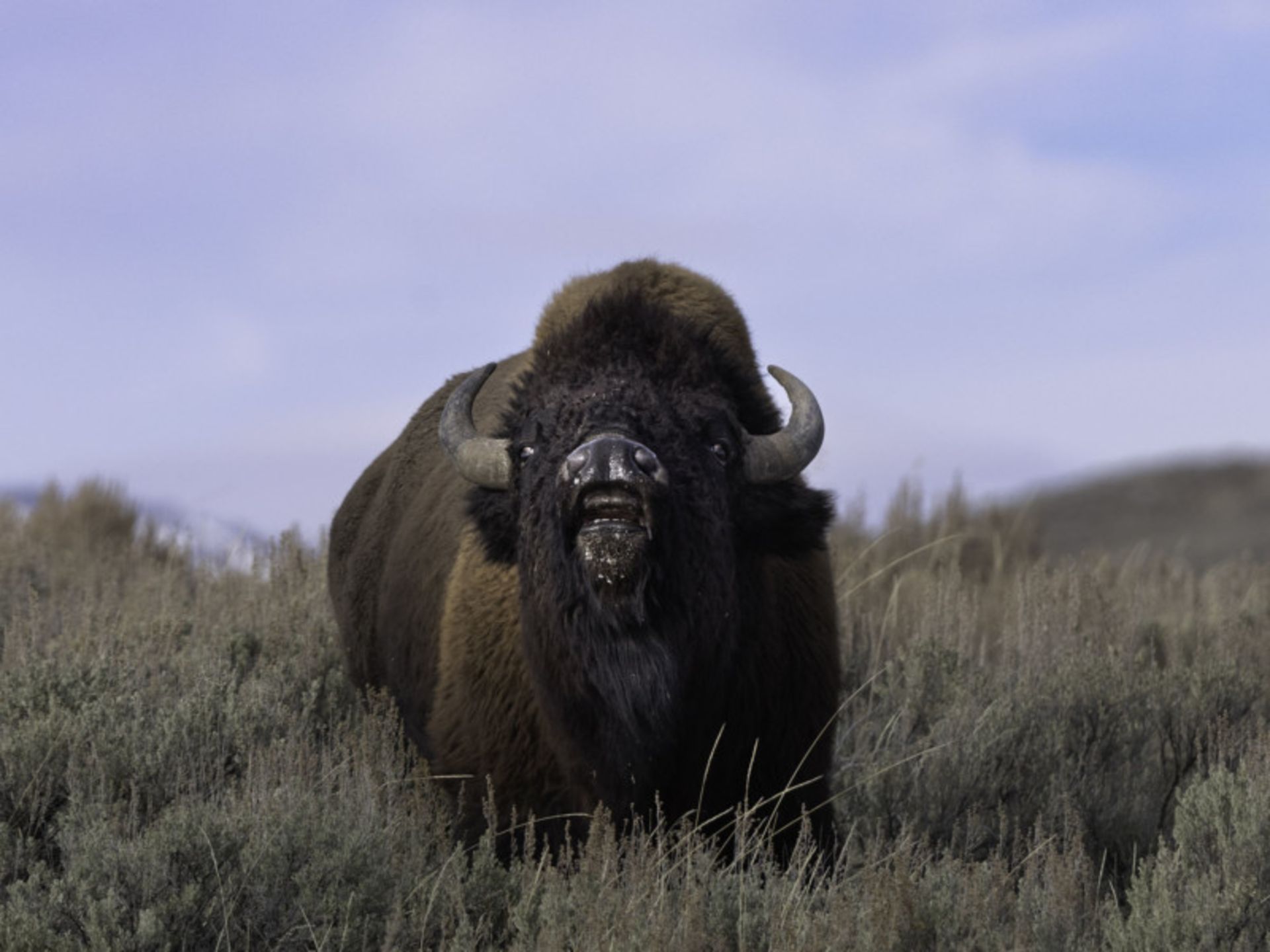 عکاسی حیات وحش