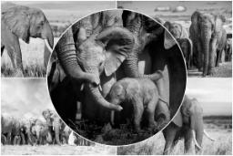فیل‌های آفریقایی؛ موجودات متفکر دوست‌داشتنی