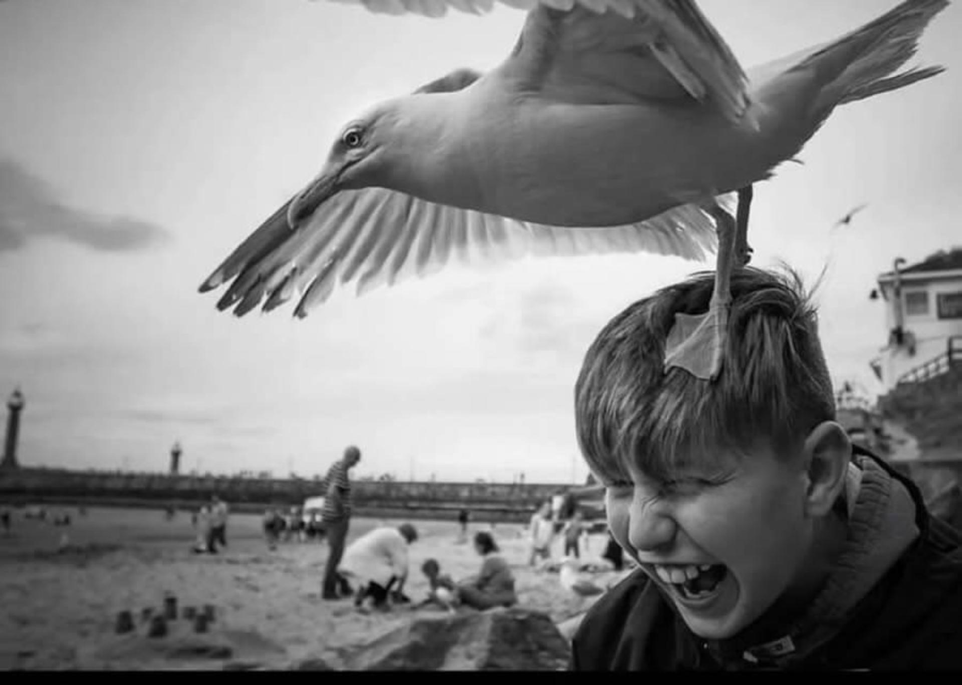 پرنده ای نشسته روی سر پسربچه