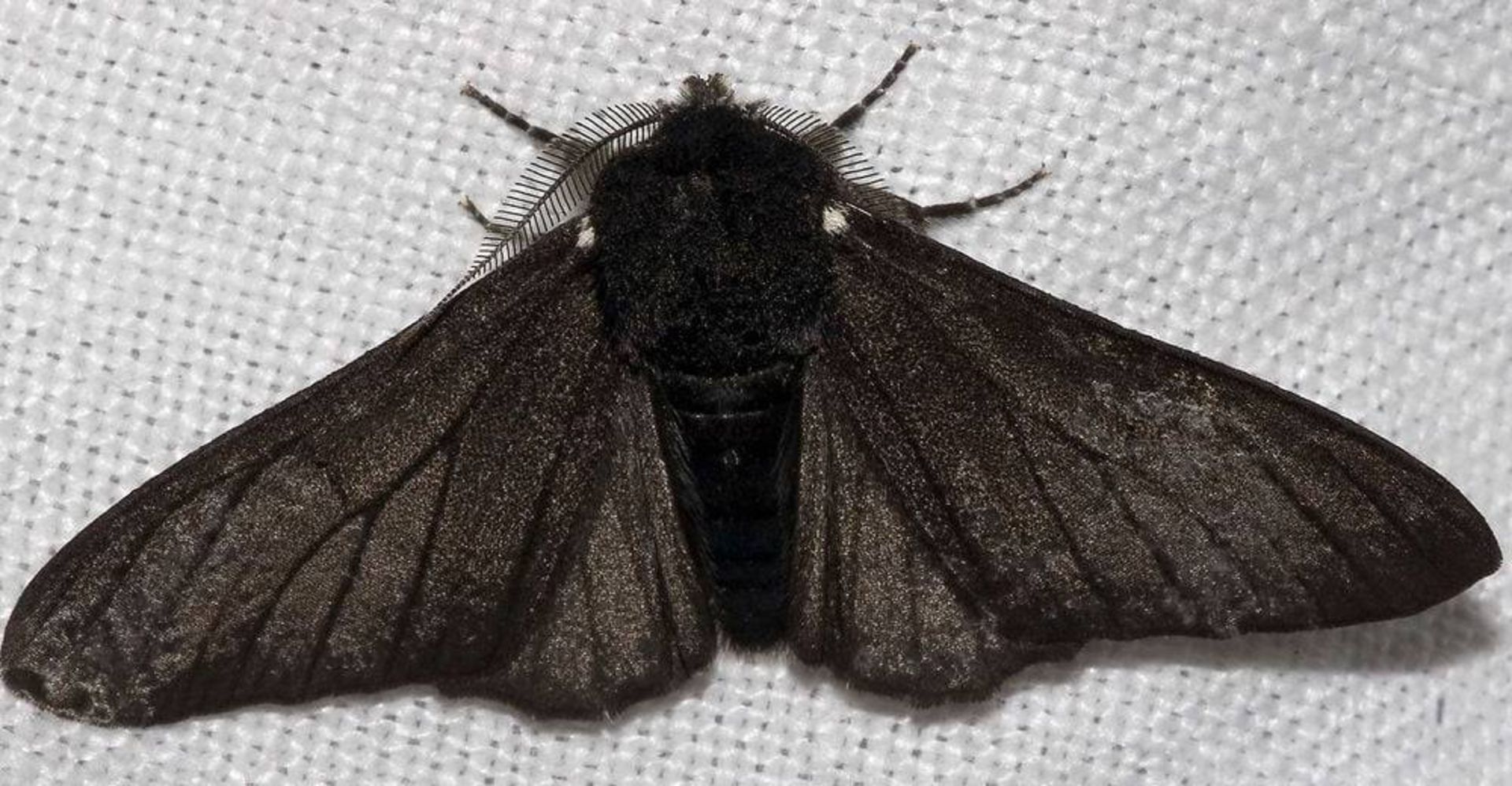 شب‌پره فلفلی سیاه