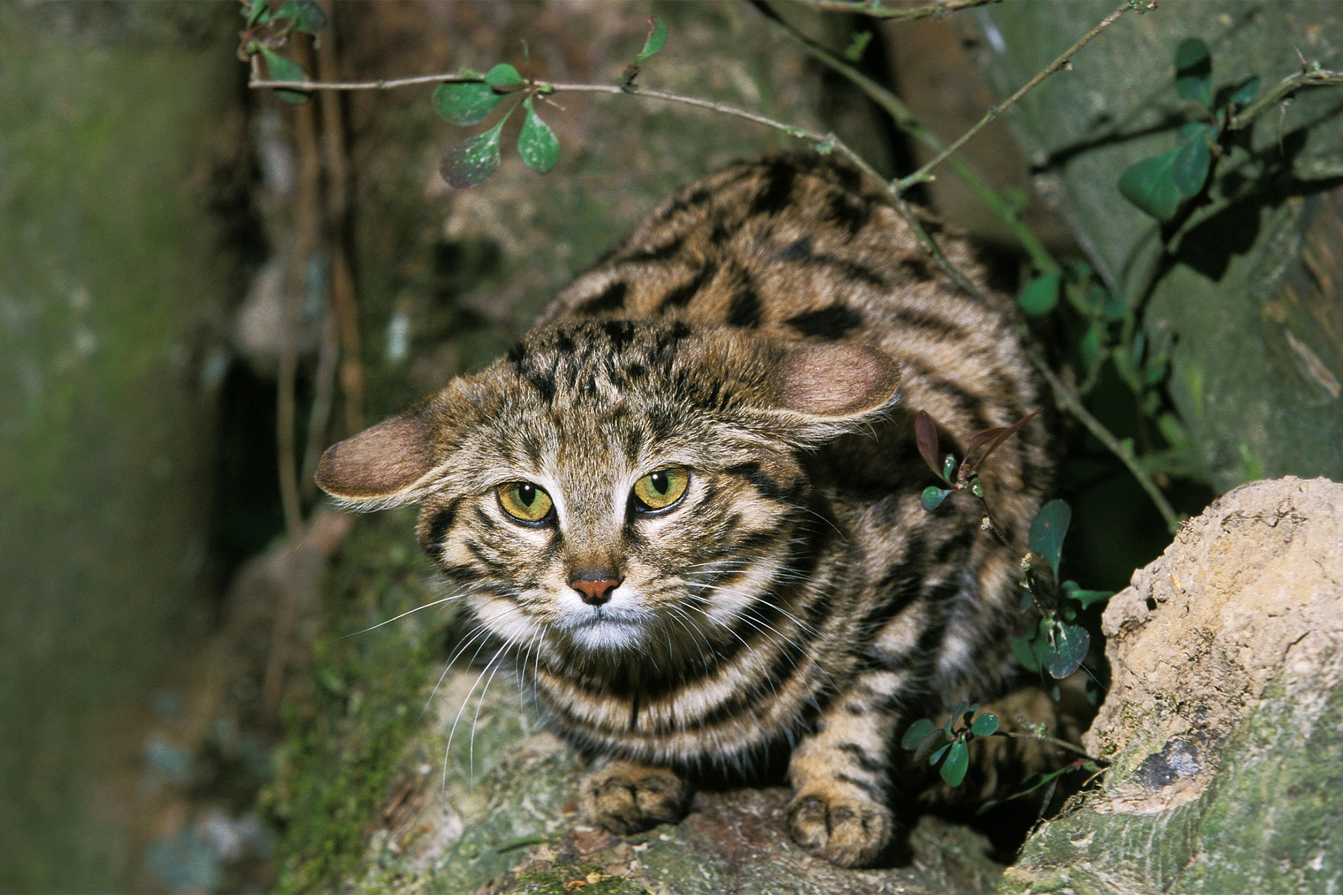 مرگبارترین گربه جهان دراثر خویشاوند‌آمیزی درمعرض خطر انقراض است