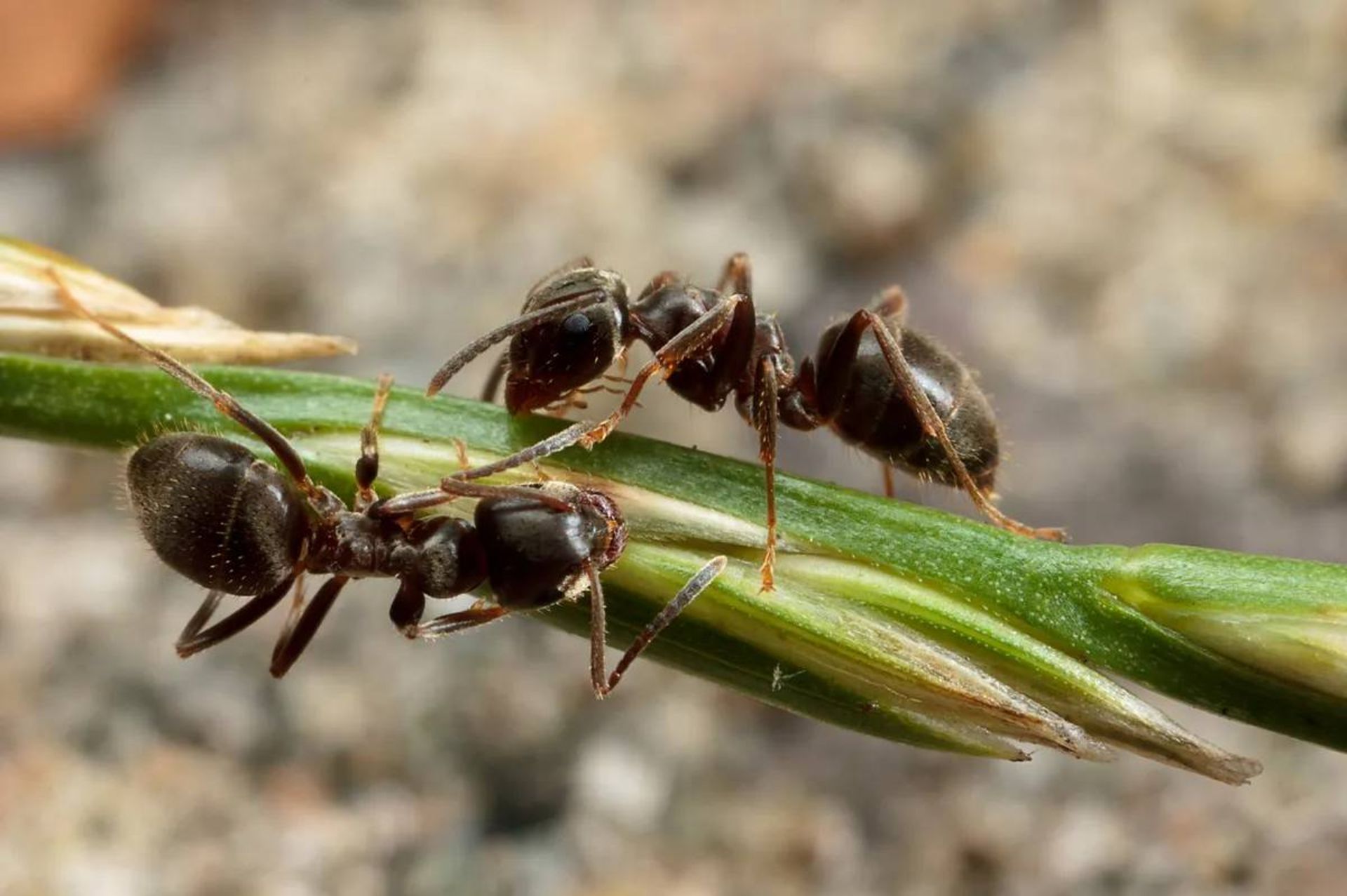 مورچه سیاه باغچه