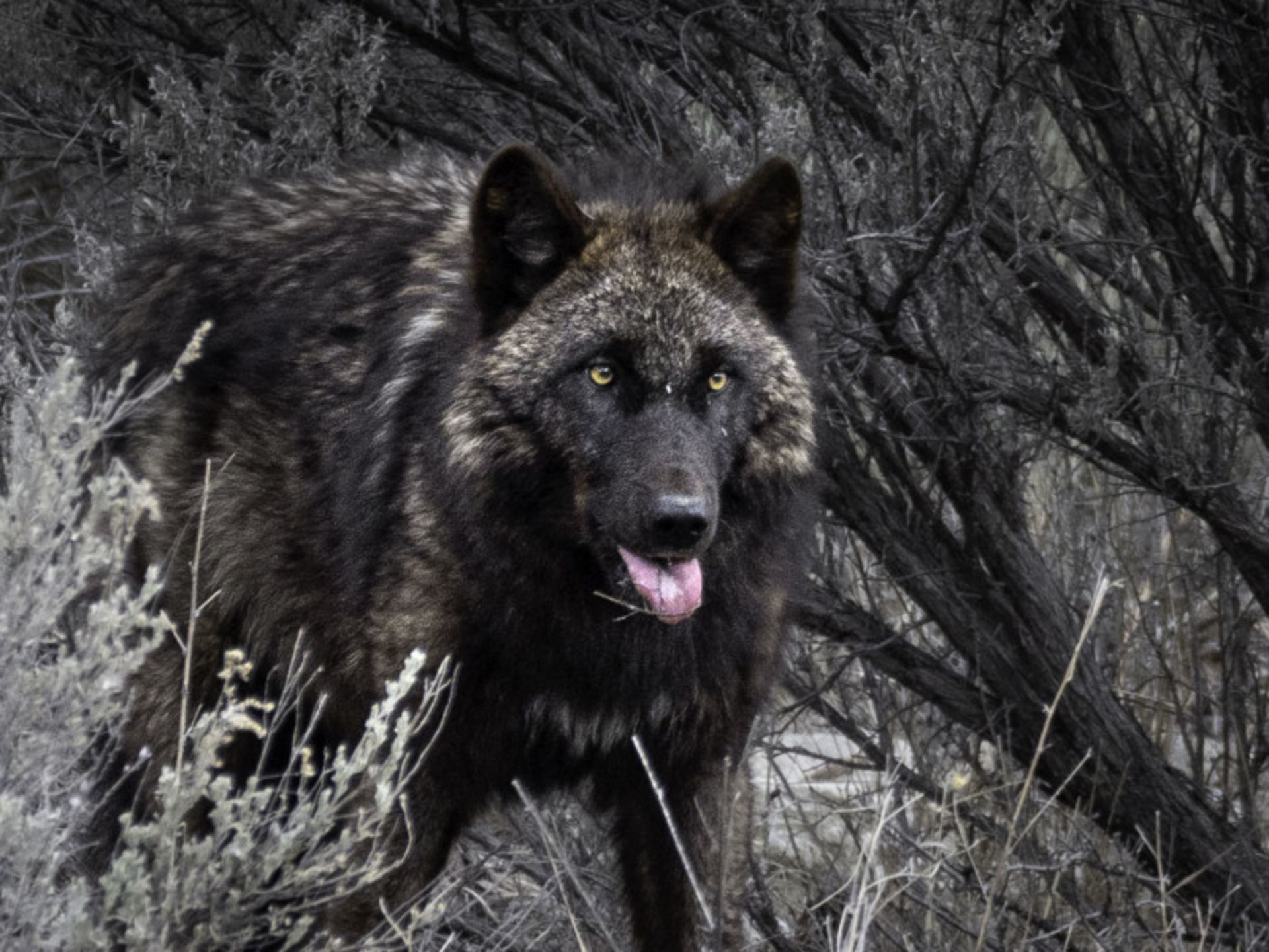 عکاسی حیات وحش