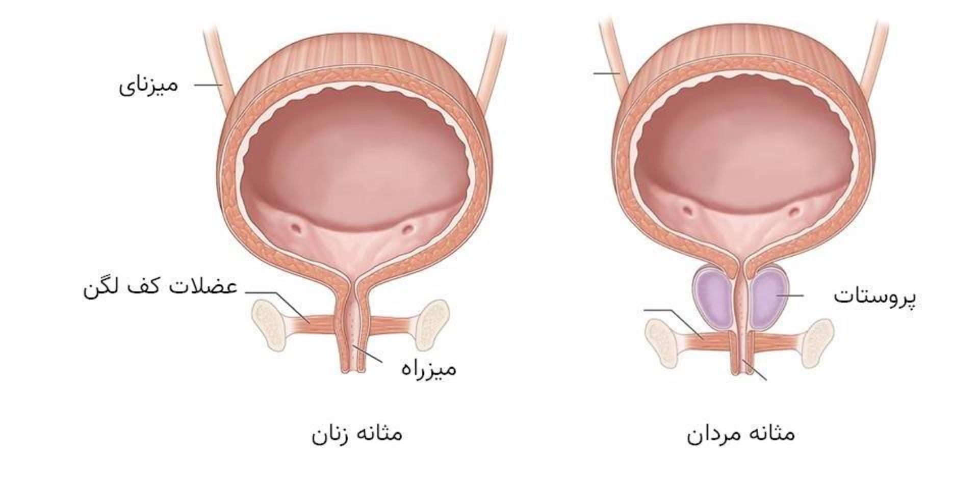 مثانه