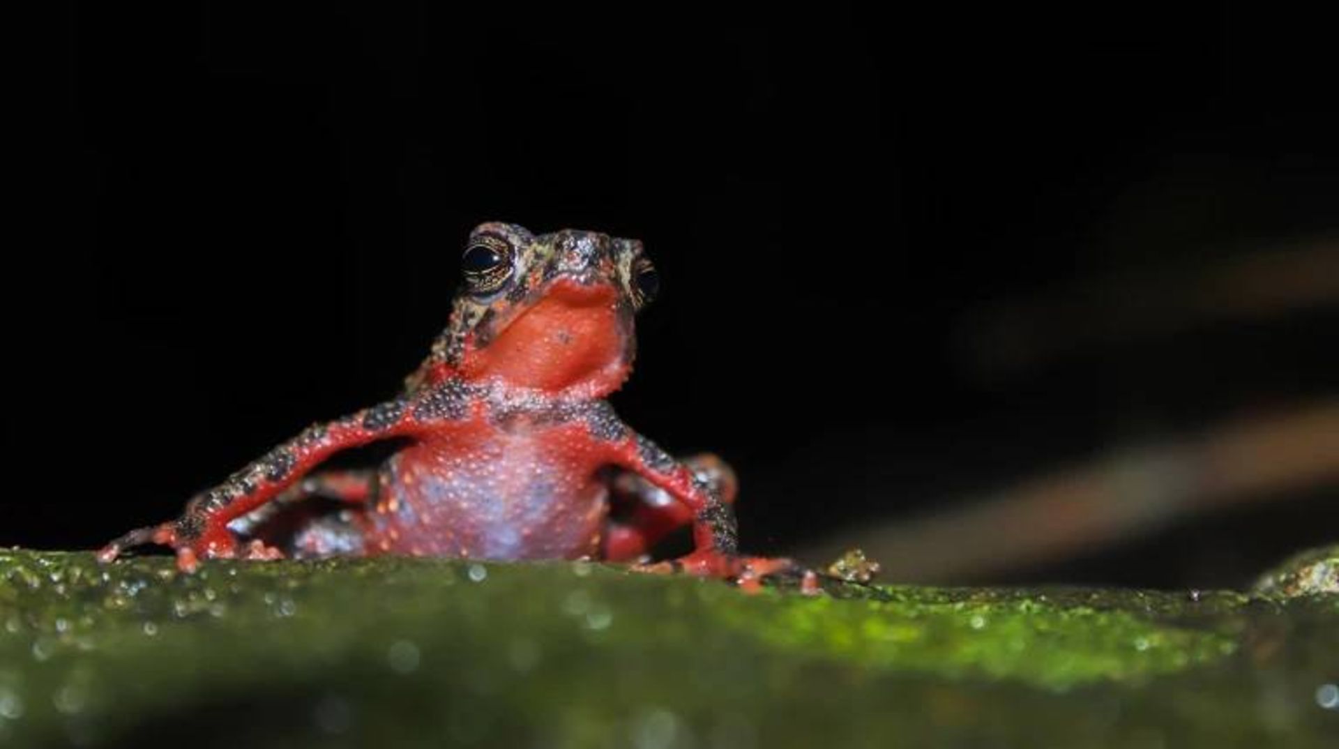 وزغ درختی اندونزی