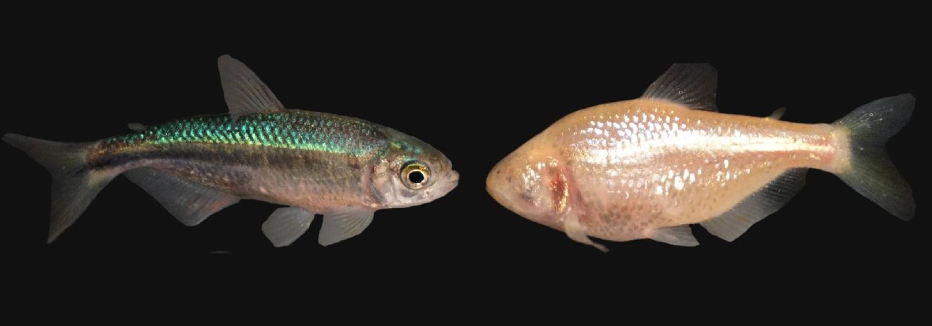 ماهی  تترای مکزیکی