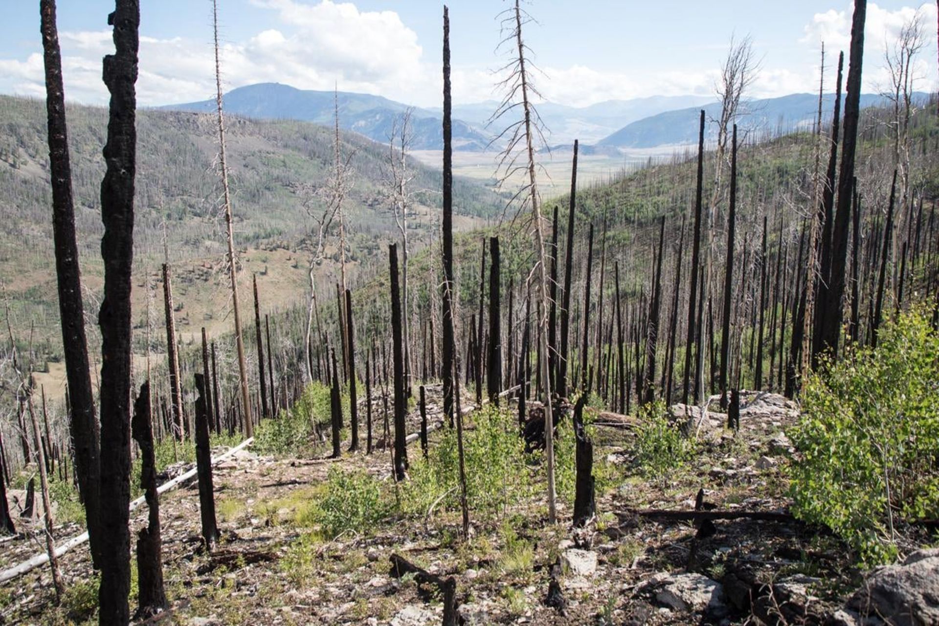 جنگل‌های آمریکا