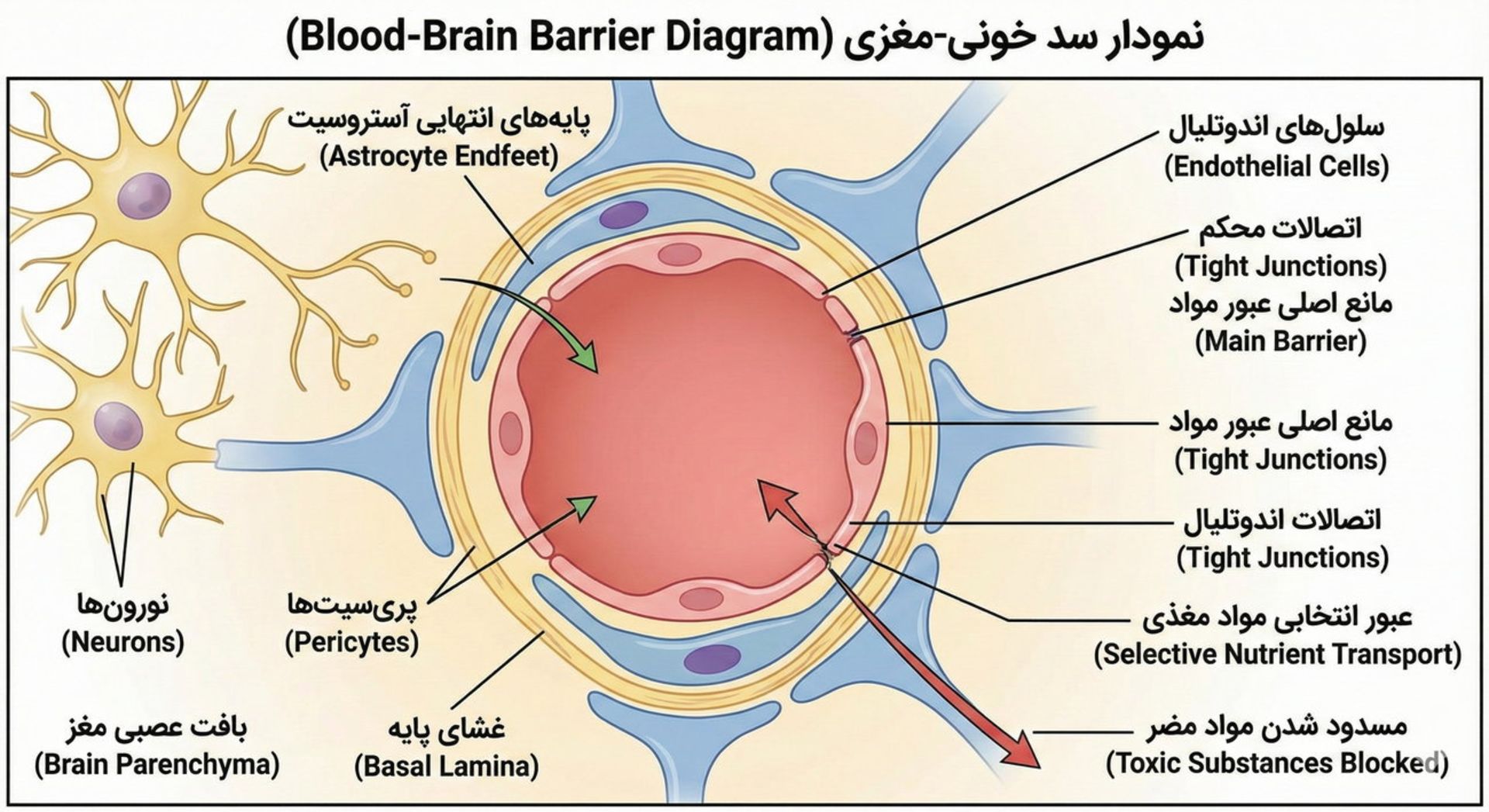 دیاگرام سد خونی-مغزی 