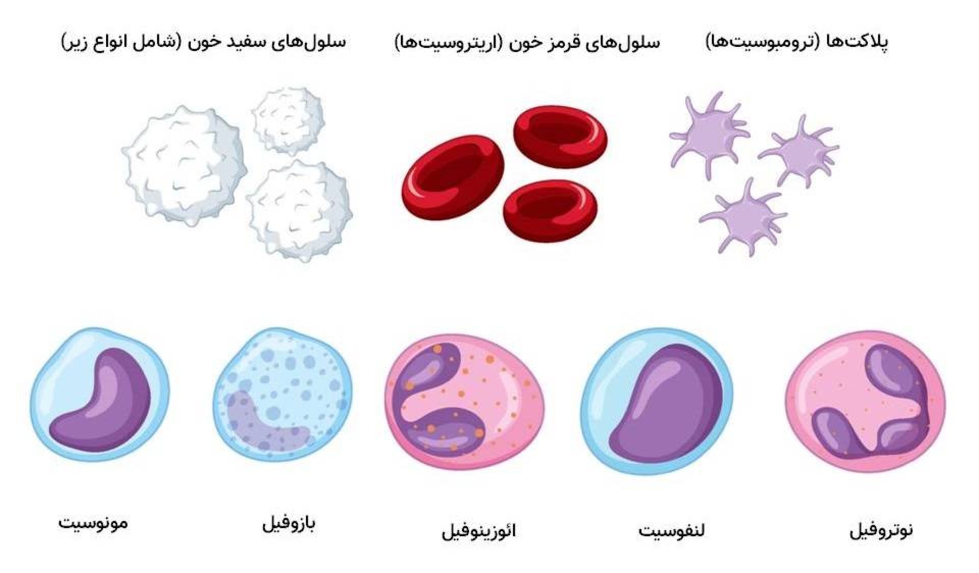 سلول های خون