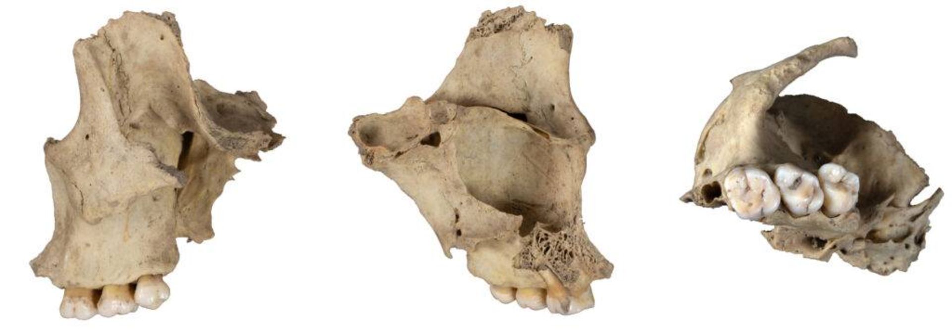 بقایای استخوان با آثار همنوع خواری