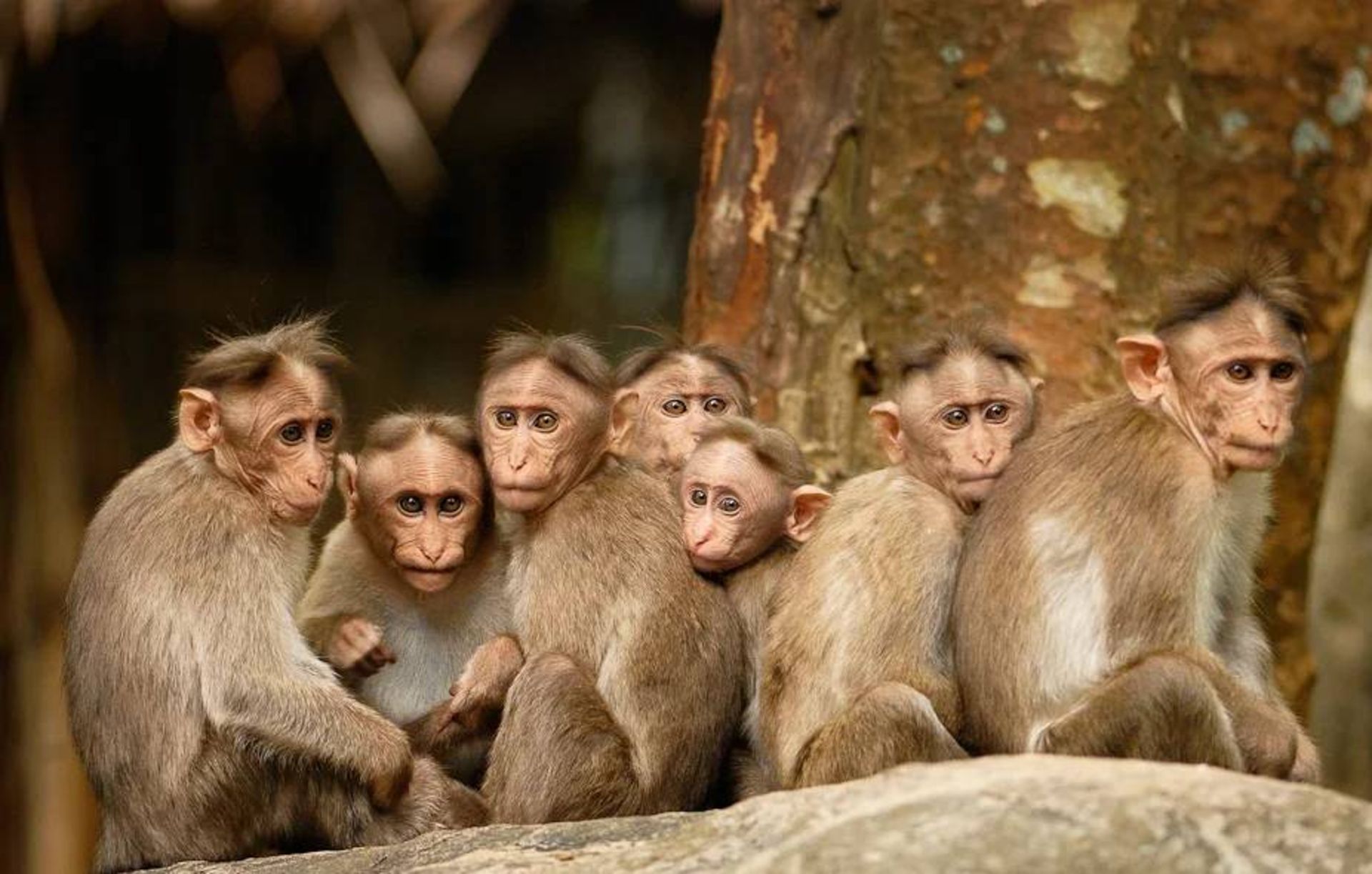 میمون ماکاک