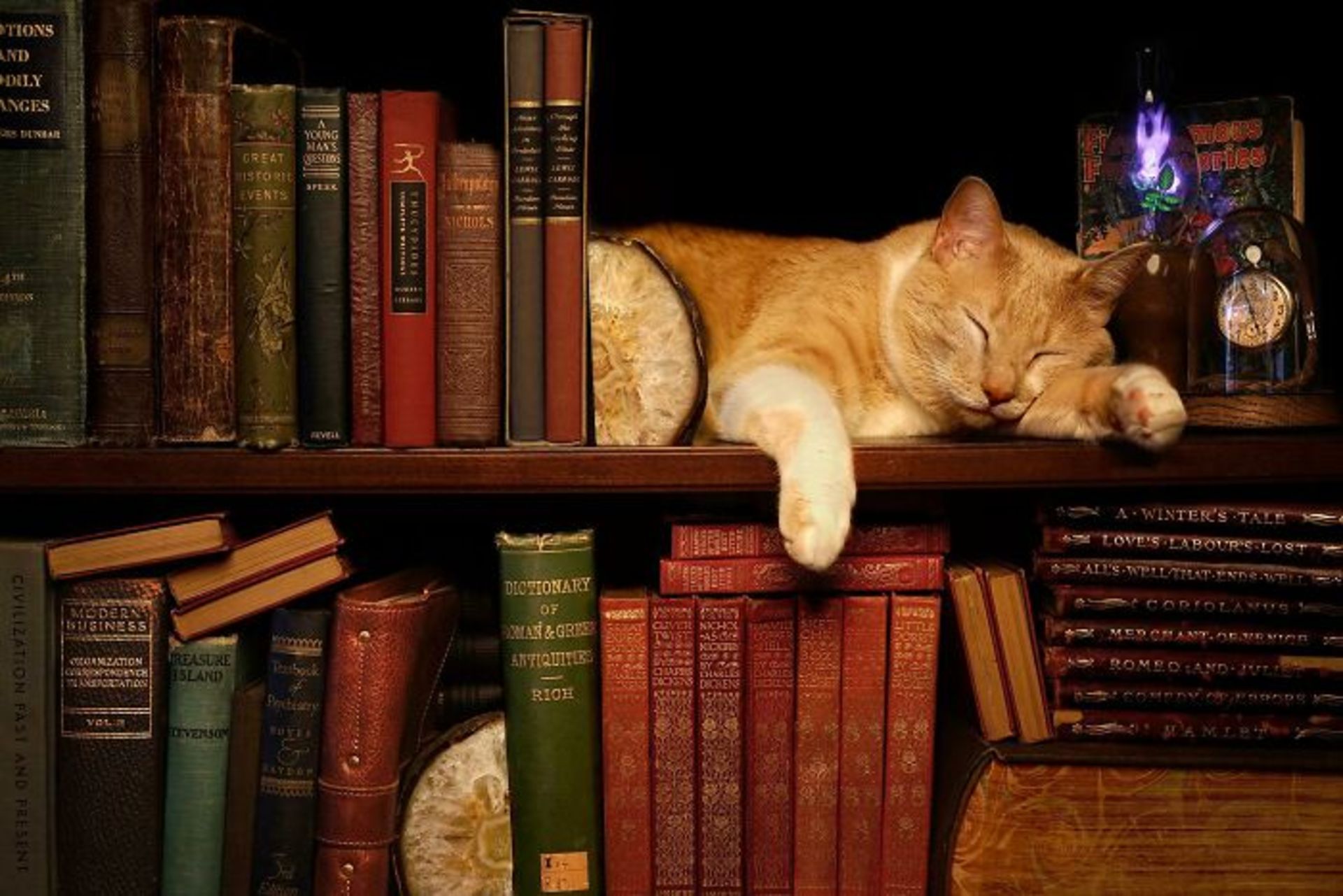 گربه خوابیده بین ردیف کتاب‌ ها