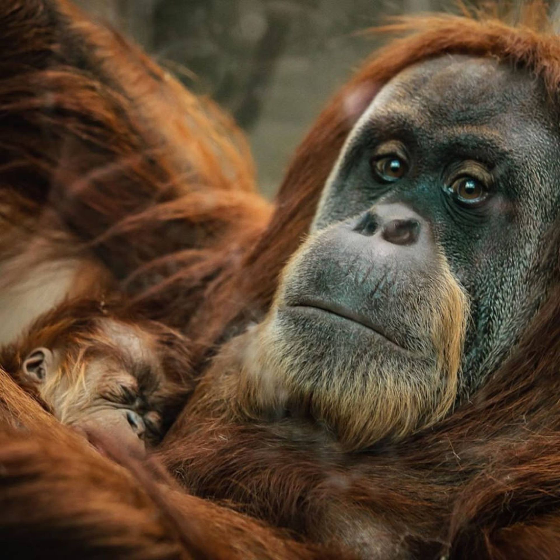 مادر و نوزاد اورانگوتان بورنئویی در باغ وحش چستر بریتانیا